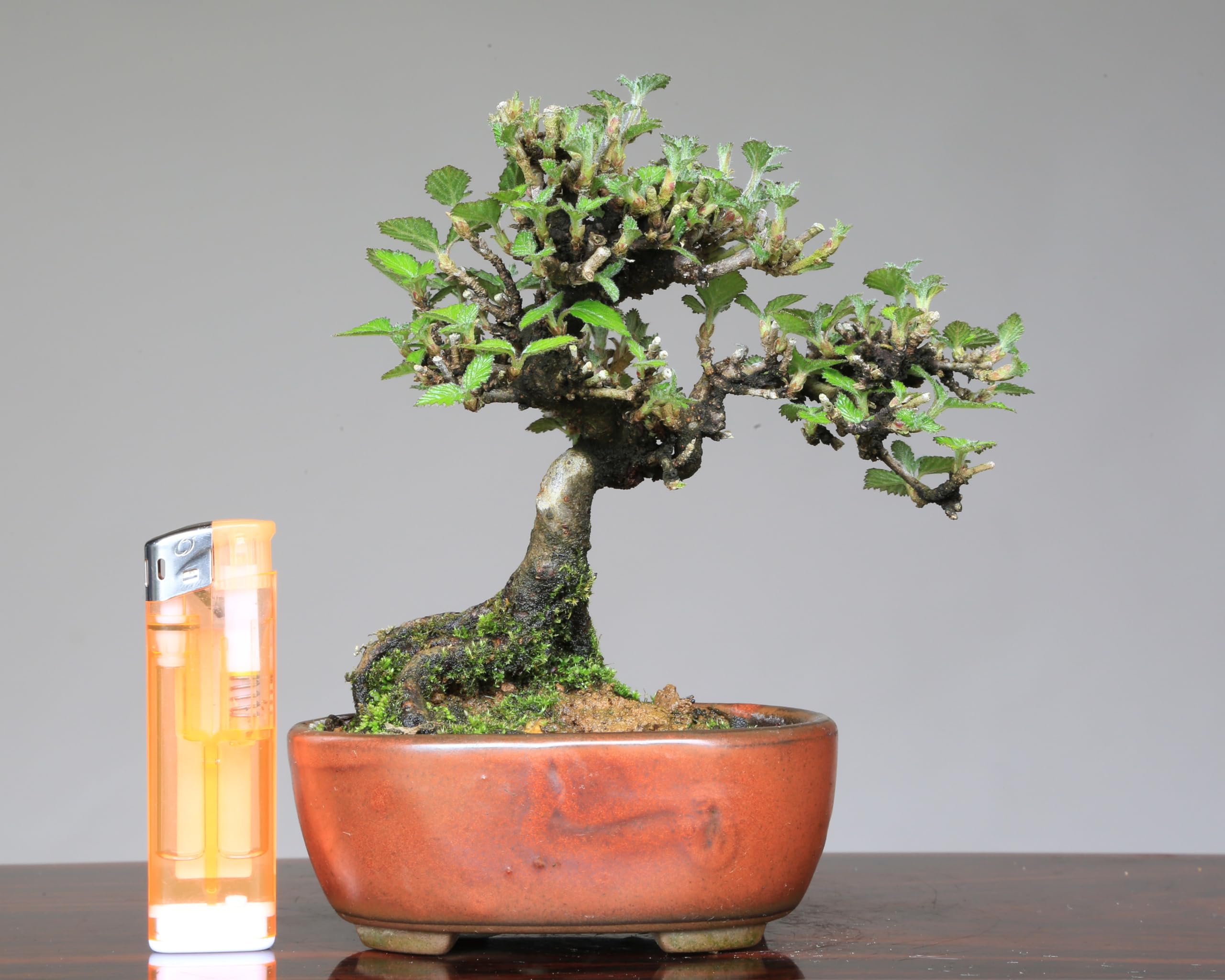 盆栽 ガマズミ 金華山(宮城)樹高 約22cm レンプクソウ科 ガマズミ属 Amazon.co.jp: ノーブランド品金華山ガマズミ小品盆栽【泰寿園Online