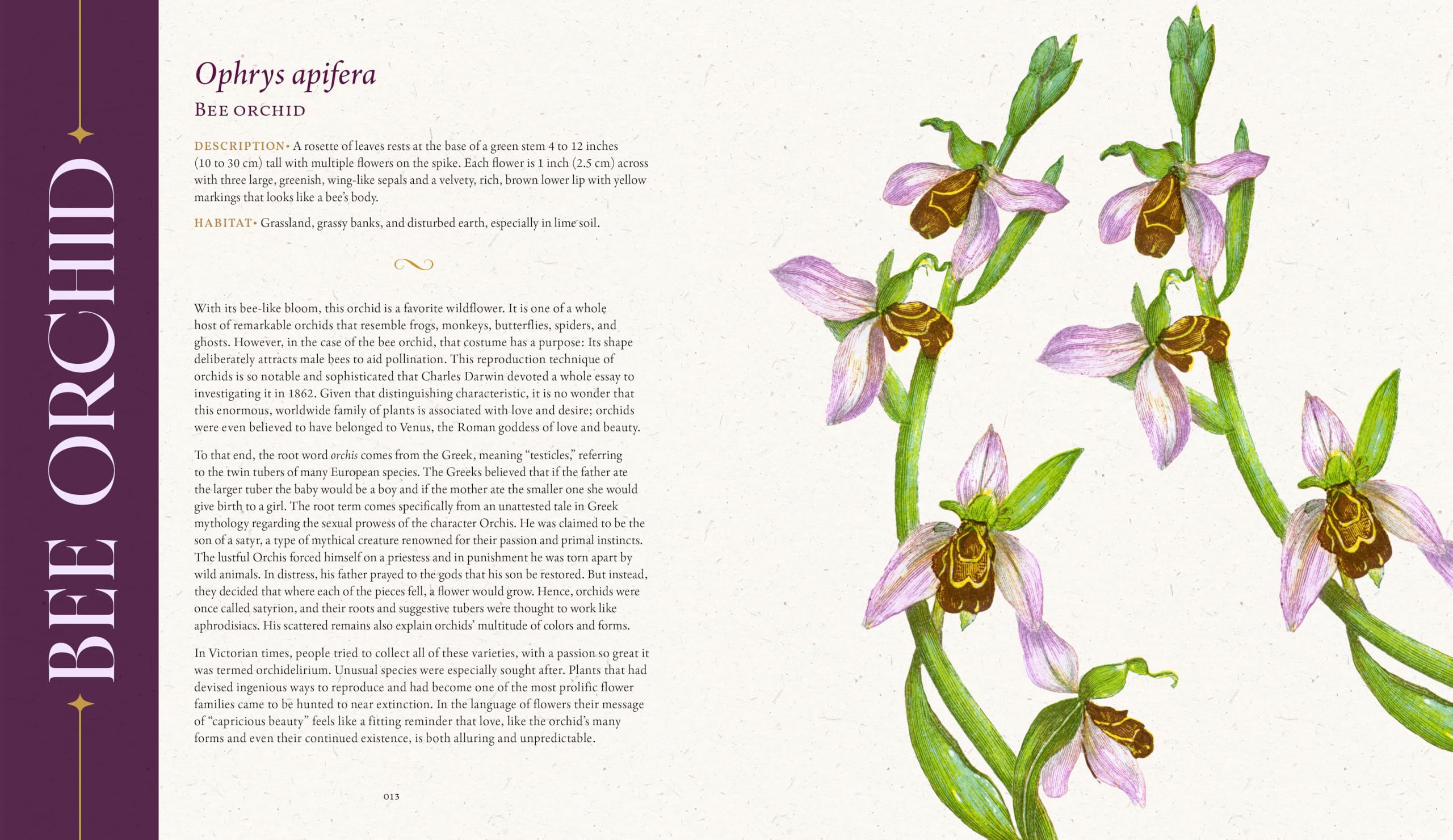The Folklore of Wildflowers: Stories and History in Bloom