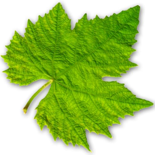 Vinooracle Wine Guide - //medicalbooks.filipinodoctors.org