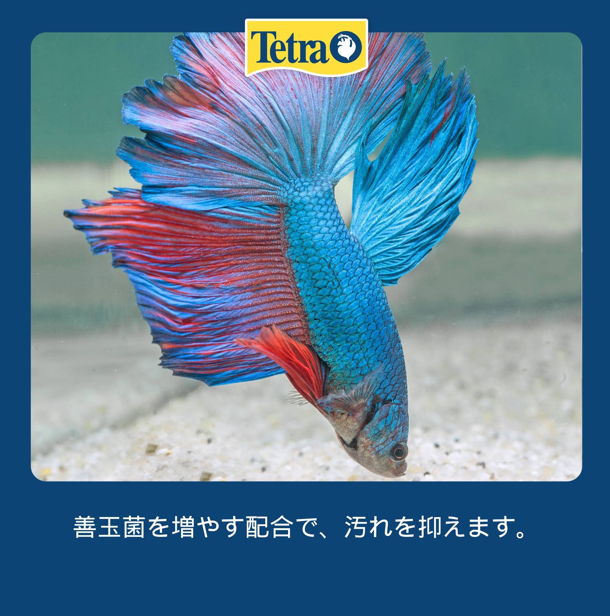 Amazon | Tetra テトラ ベーシック グッピー 60g | Tetra | 餌 通販 Amazon | Tetra テトラ ベーシック グッピー 60g | Tetra | 餌 通販