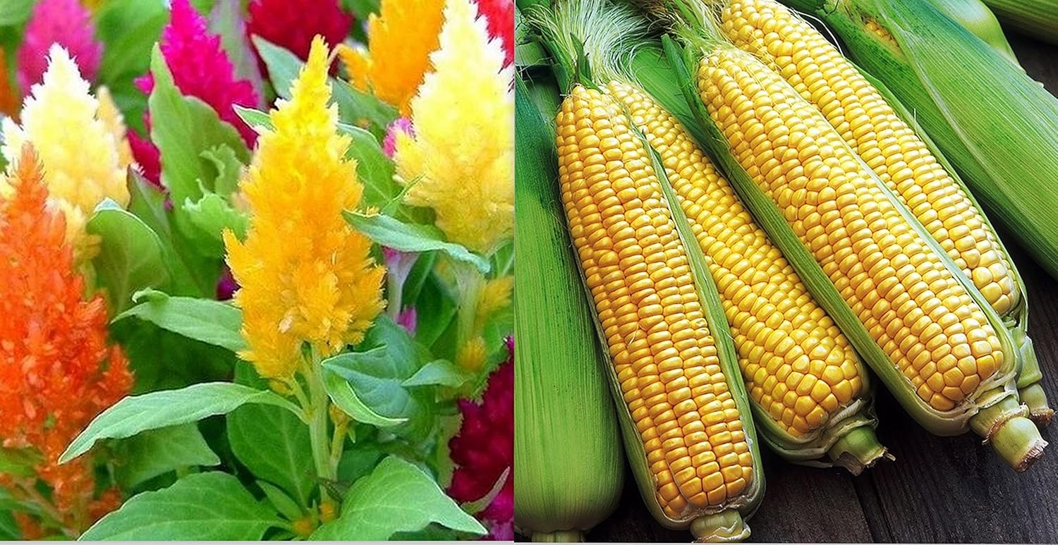 Combo of Celosia and American Sweet Corn Home Organic Gardening Hybrid