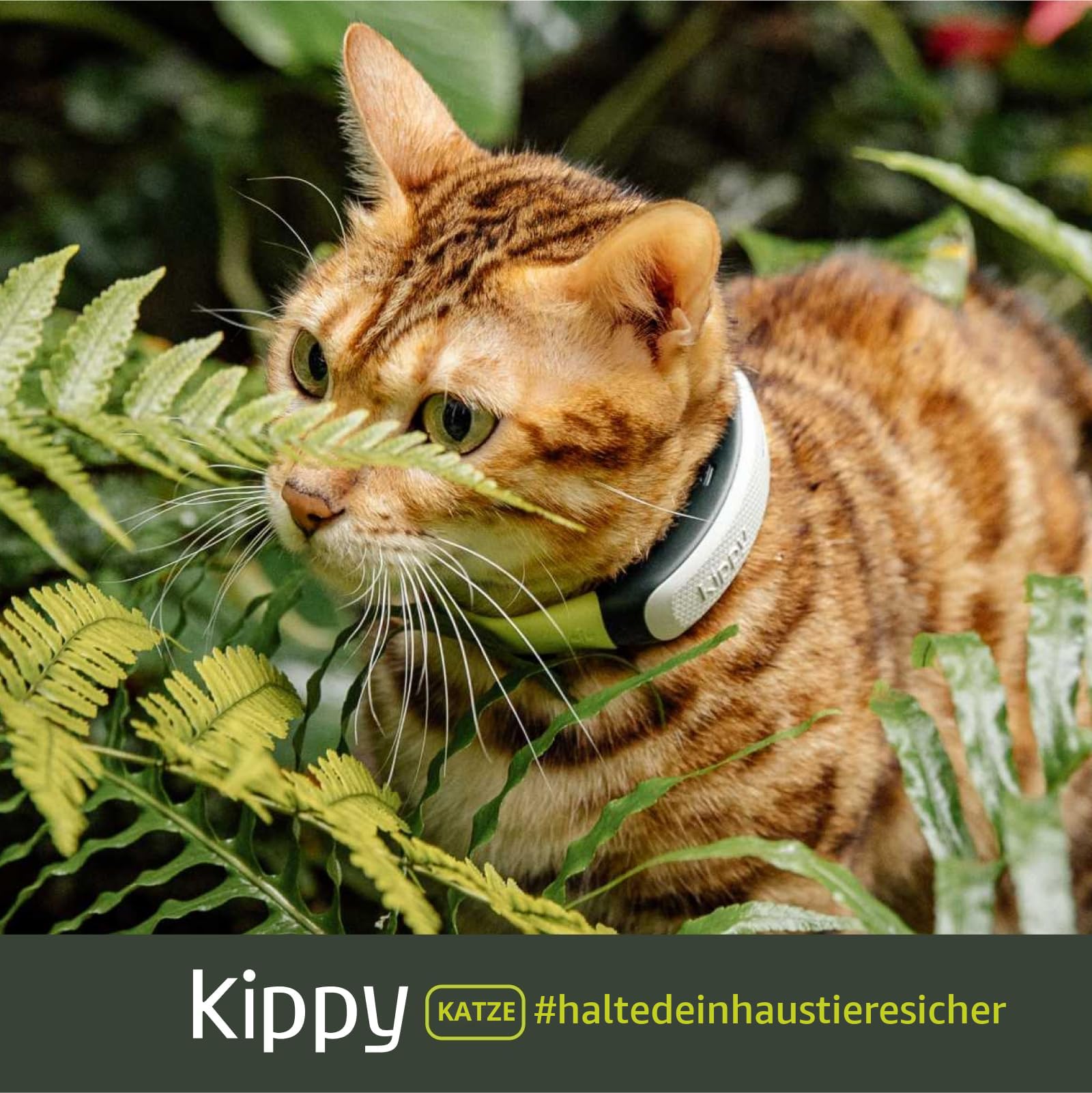 Kippy GPS-Halsband für Katzen, Kippy Cat Color, GPS-Tracker für Gesundheit und Aktivität, Katzenhalsband mit Sofortwarnung, mit virtuellen Grenzen