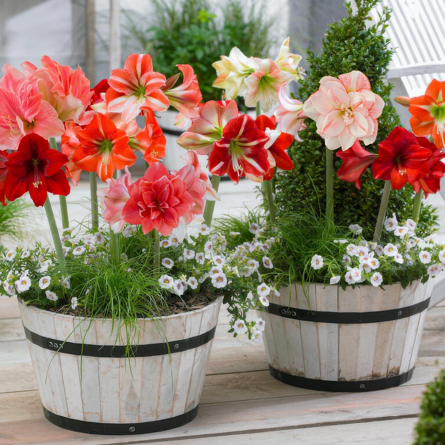 Amaryllis Surprise Collection - 10 Bulbos de Flores - Formato Grande 26/30 - Plantas Naturales Interior de Holanda - Decoracion Casa - Hippeastrum - Sin Semillas, No Artificiales, No Cera