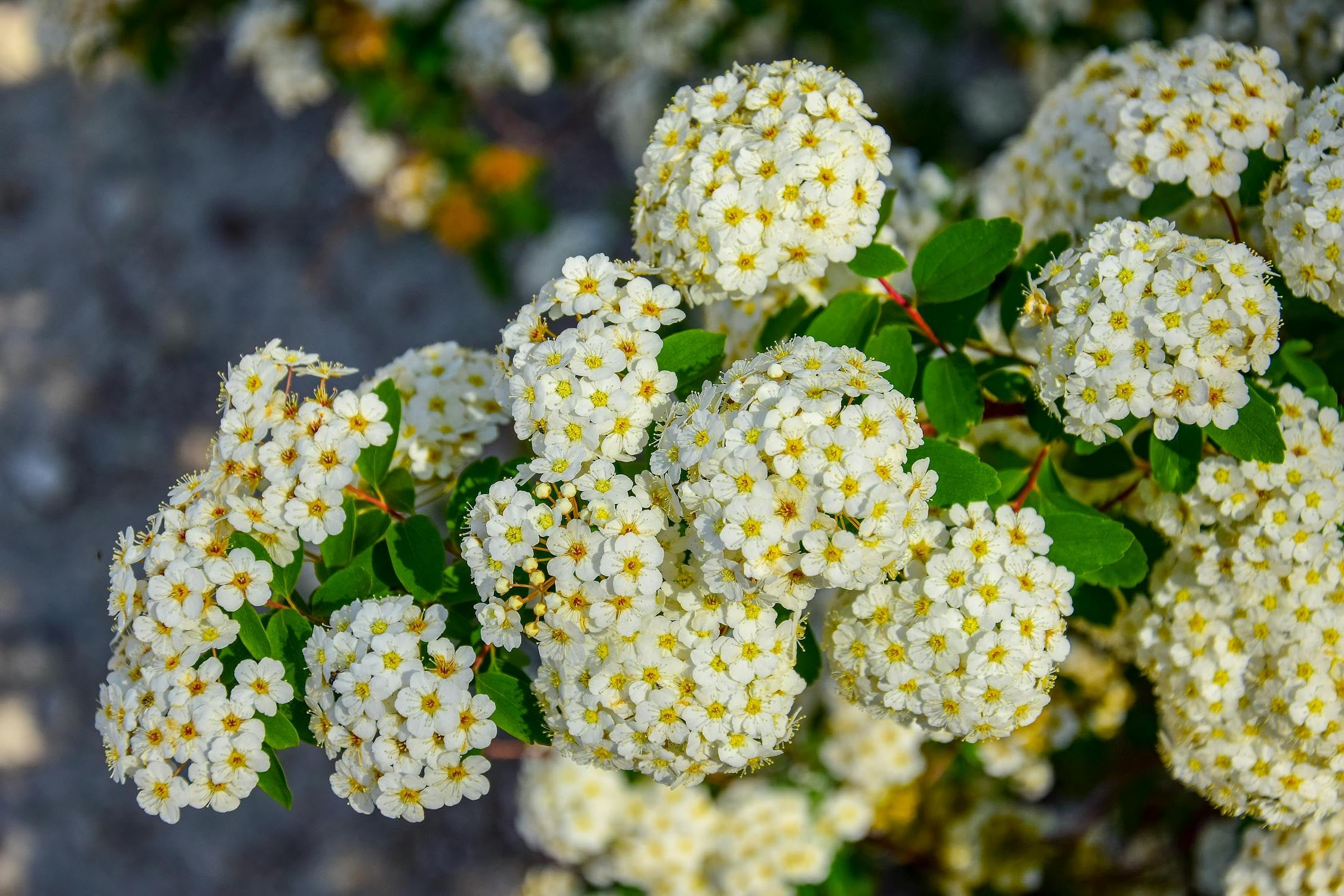 Piracanta arancione nana "Pyracantha coccinea Navaho" Agazzino pianta da siepe sempreverde in vaso 9x9 cm Vivaio di Castelletto