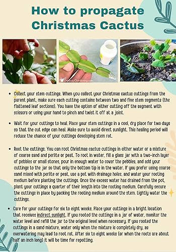 Miniatura 7 de Cactus de Navidad magenta de 2 pulgadas, tolerante a la sequía, fácil de cultivar en interiores y exteriores. SuculentoCactus.