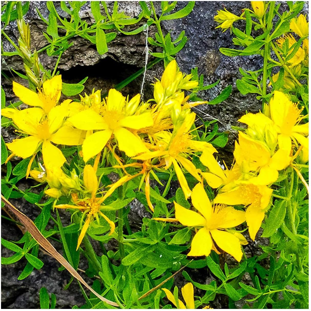 Everwilde Farms - 1/4 Lb Great St. John's Wort Native Wildflower Seeds - Gold Vault