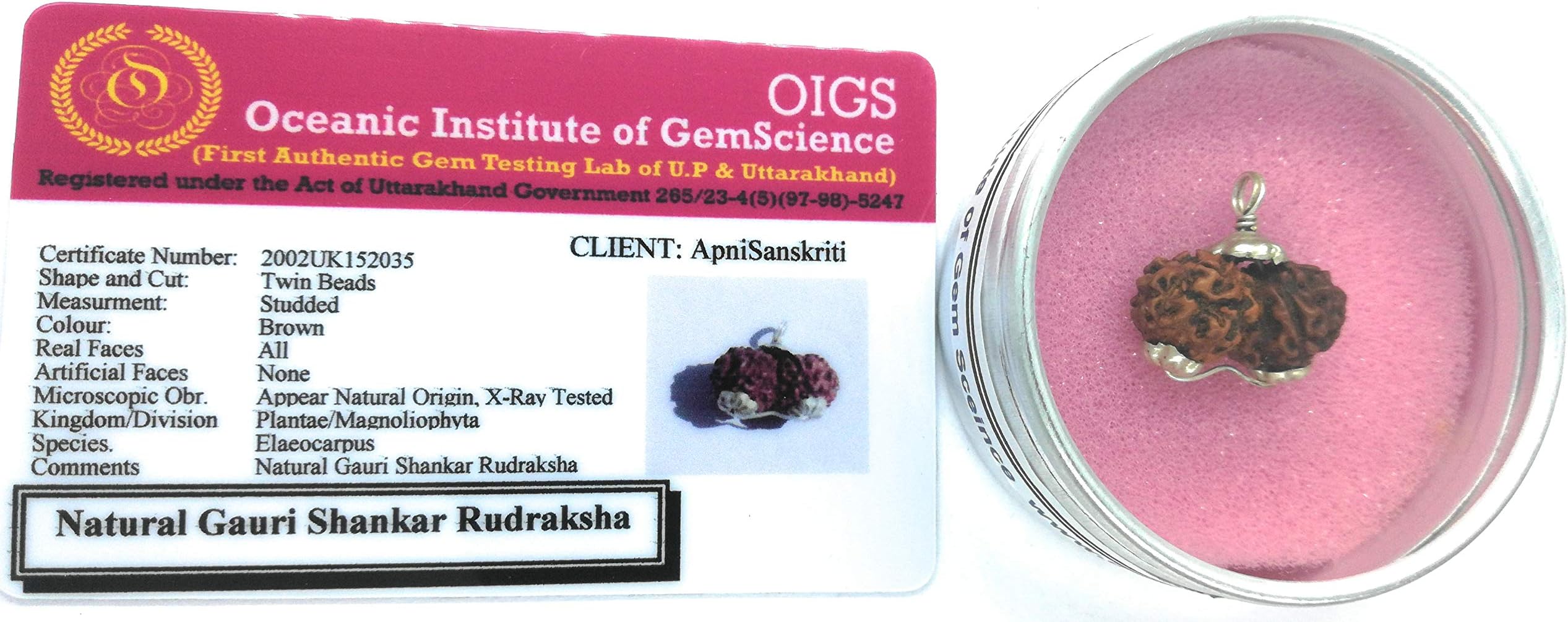 ApnisanskritiGauri Shankar Rudraksha Locket for Men/Women Wearing - Natural Brown Lab Certified Rudraksh (Small Size) - Pack of 1