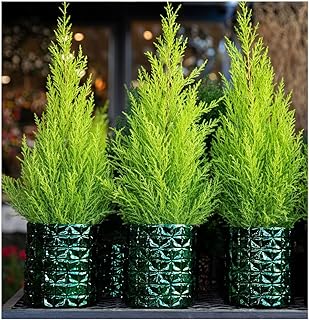 [x3] Dwarf Conifer Cupressus Macrocarpe \'Wilma\' Goldcrest Lemon Cypress | Multi-Pack | Evergreen Shrubs | Outdoor Garden Ready Plants