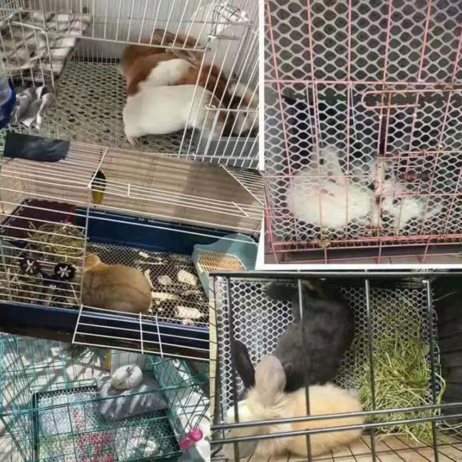 Ogrodzenie z siatki drucianej Ogrodzenie z siatki plastikowej, bariera ogrodowa, zwierzę, zwierzę domowe, warzywo, siatka ochronna do budki dla ptaków