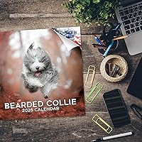 Vista 968 de Razas de Perros 2017