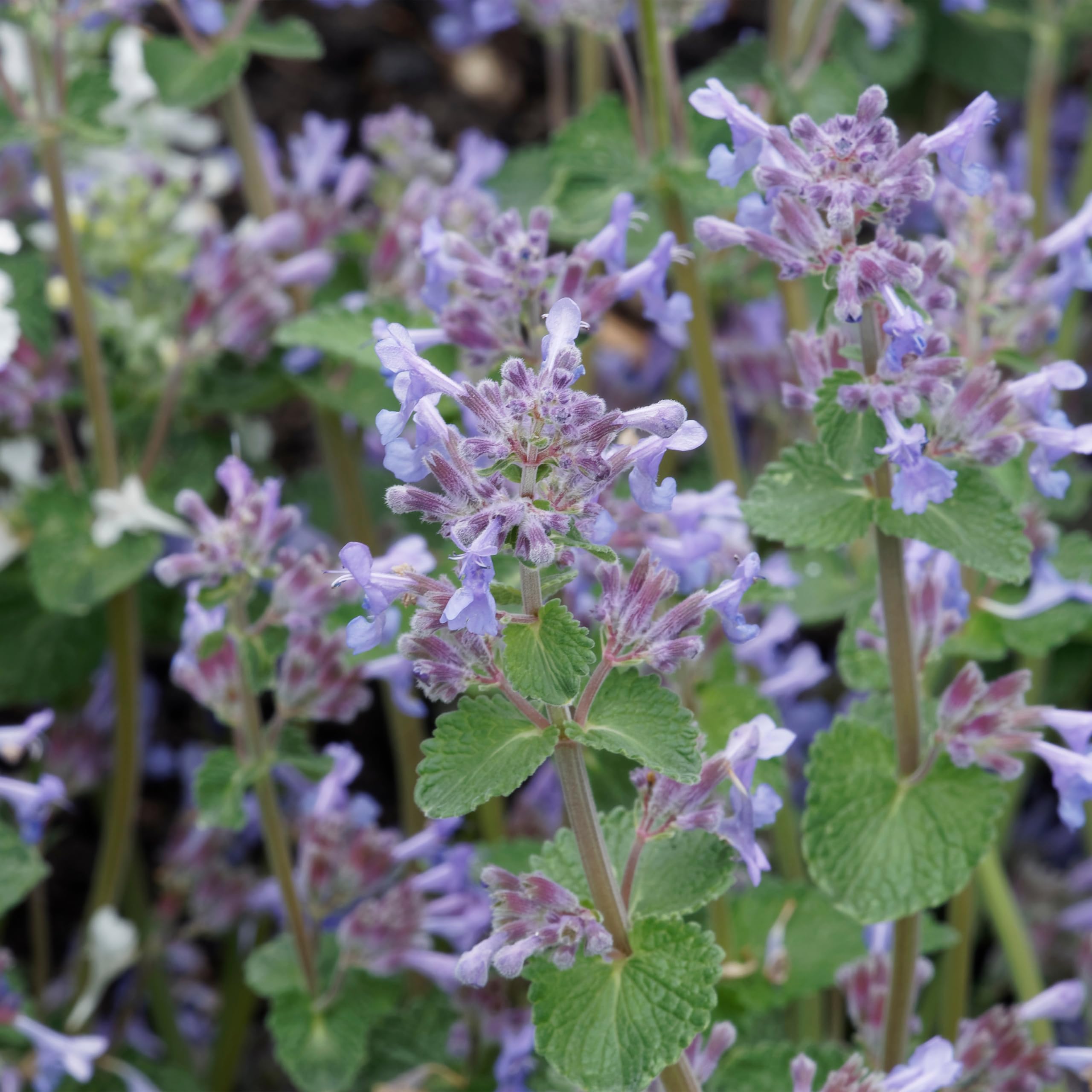 Bloomique - Set di 3 - Nepeta × faassenii - Pianta Ornamentale gatta - Fiori blu - Resistente al freddo - Altezza 10-20 cm - Vaso 9x9 cm