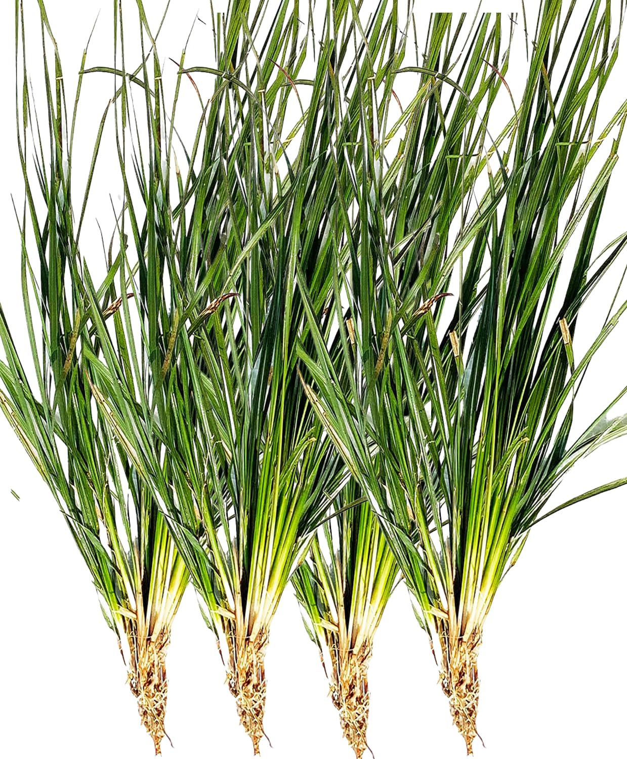 See full amazon price history chart for Awadh - Kusha Grass Roots Darbha Kusha Outdoor Plants For Balcony Live Kush plant Roots For Germination Live Plant, Kush ka Paudha - PACK OF 4 Awadh - Kusha Grass Roots Darbha Kusha Outdoor Plants For Balcony Live Kush plant Roots For Germination Live Plant, Kush ka Paudha - PACK OF 4 (B0CFHG3M6F) Amazon Price History, Amazon Price Tracker