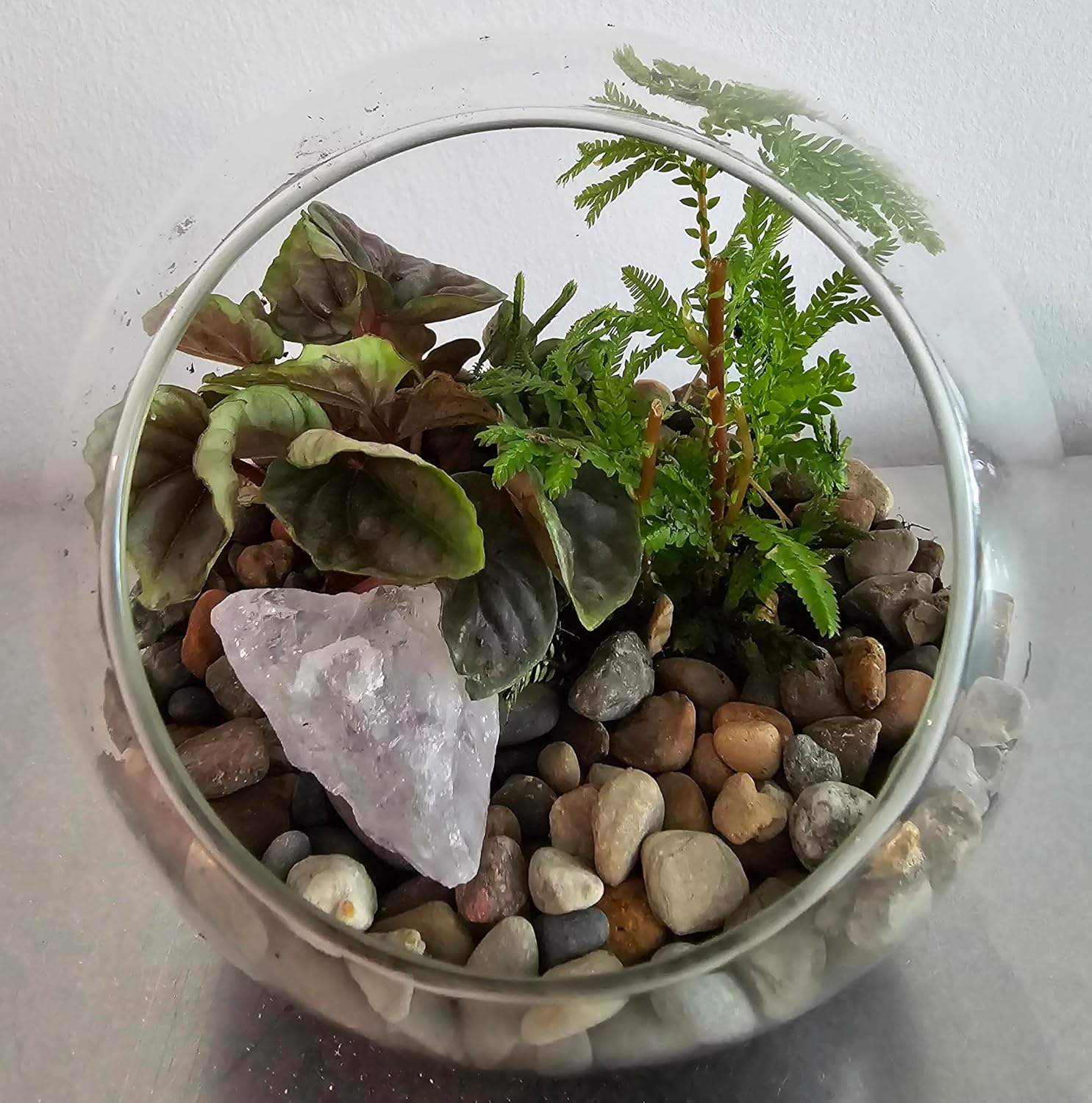 Silver Circle Products Unique Gardener: Glass Terrarium 2 Pack - Classic 5” - Gardening Air Planters, Glass, for Succulents, Herbs, Plants, Flowers & More