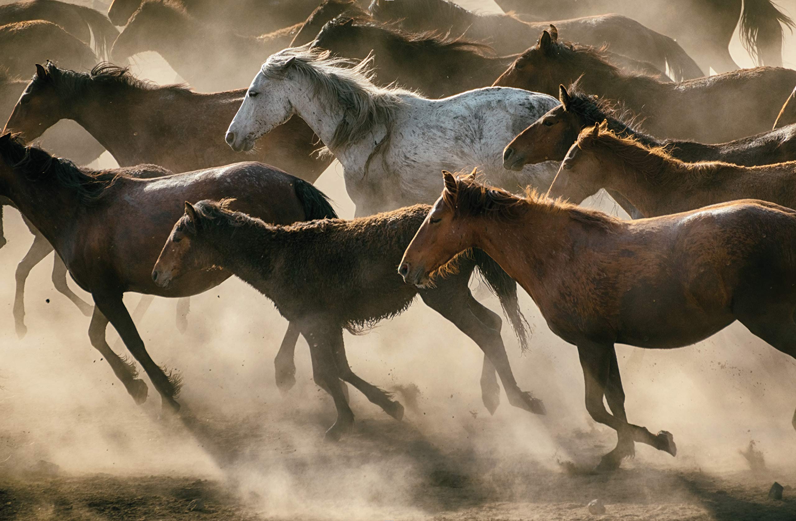 Les Chevaux: Libres et fidèles
