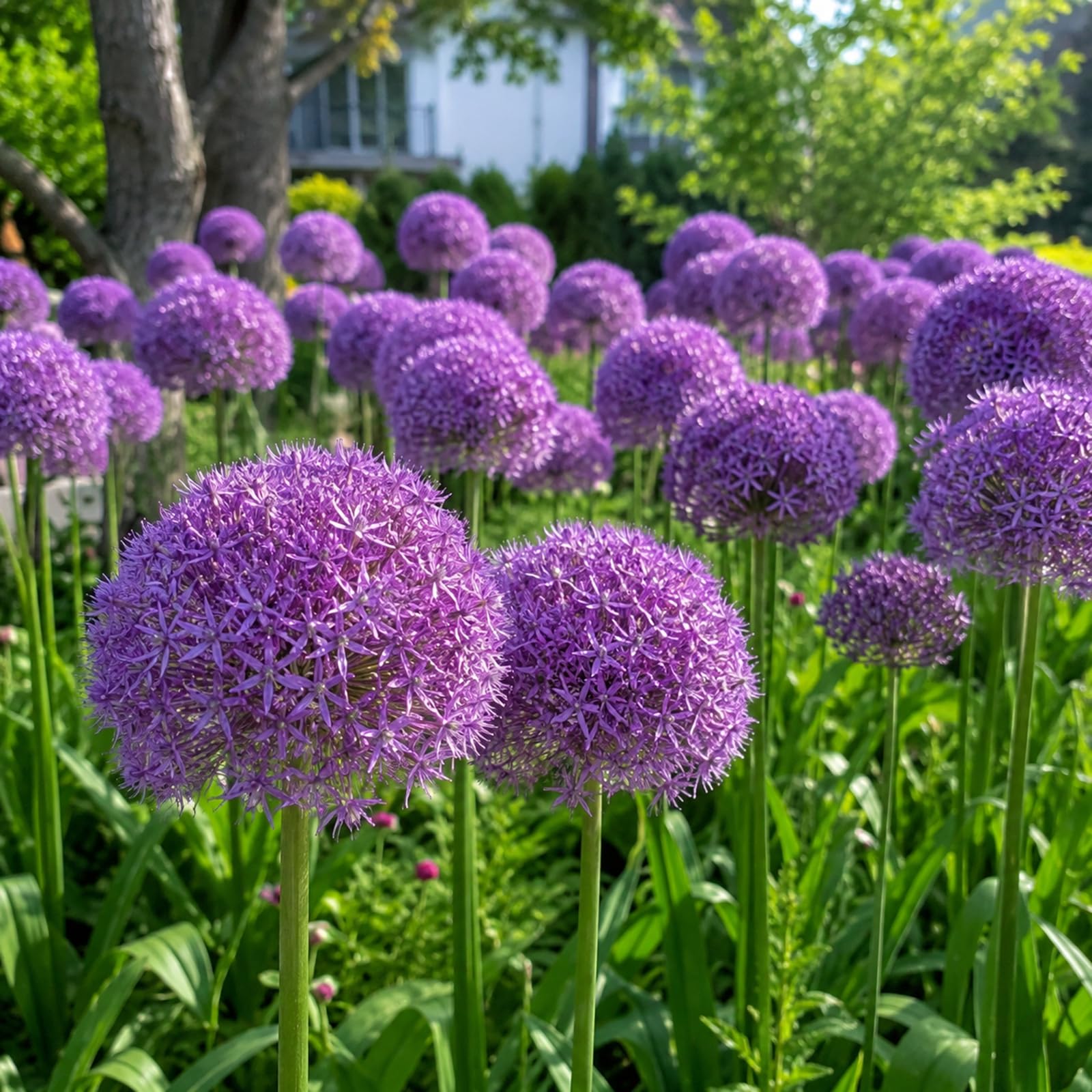 Perennial,Giant Allium for Planting Now UK,Hardy, Easy Plant-Professional for Beautiful Garden Displays-8 Bulbs-A