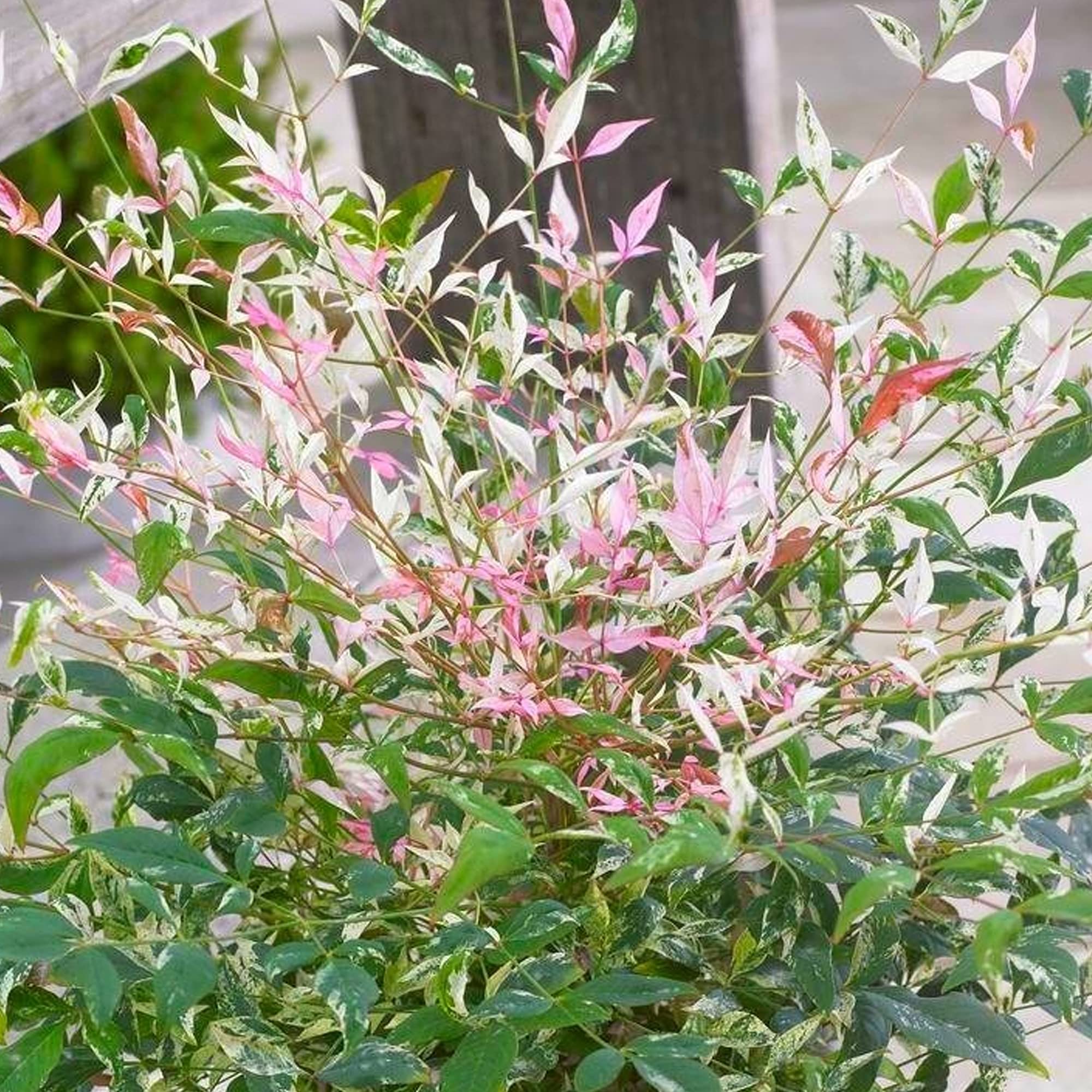 Nandina Twilight - Heavenly Bamboo | Evergreen Potted Garden Shrub for Sale (15-30cm Incl. Pot)