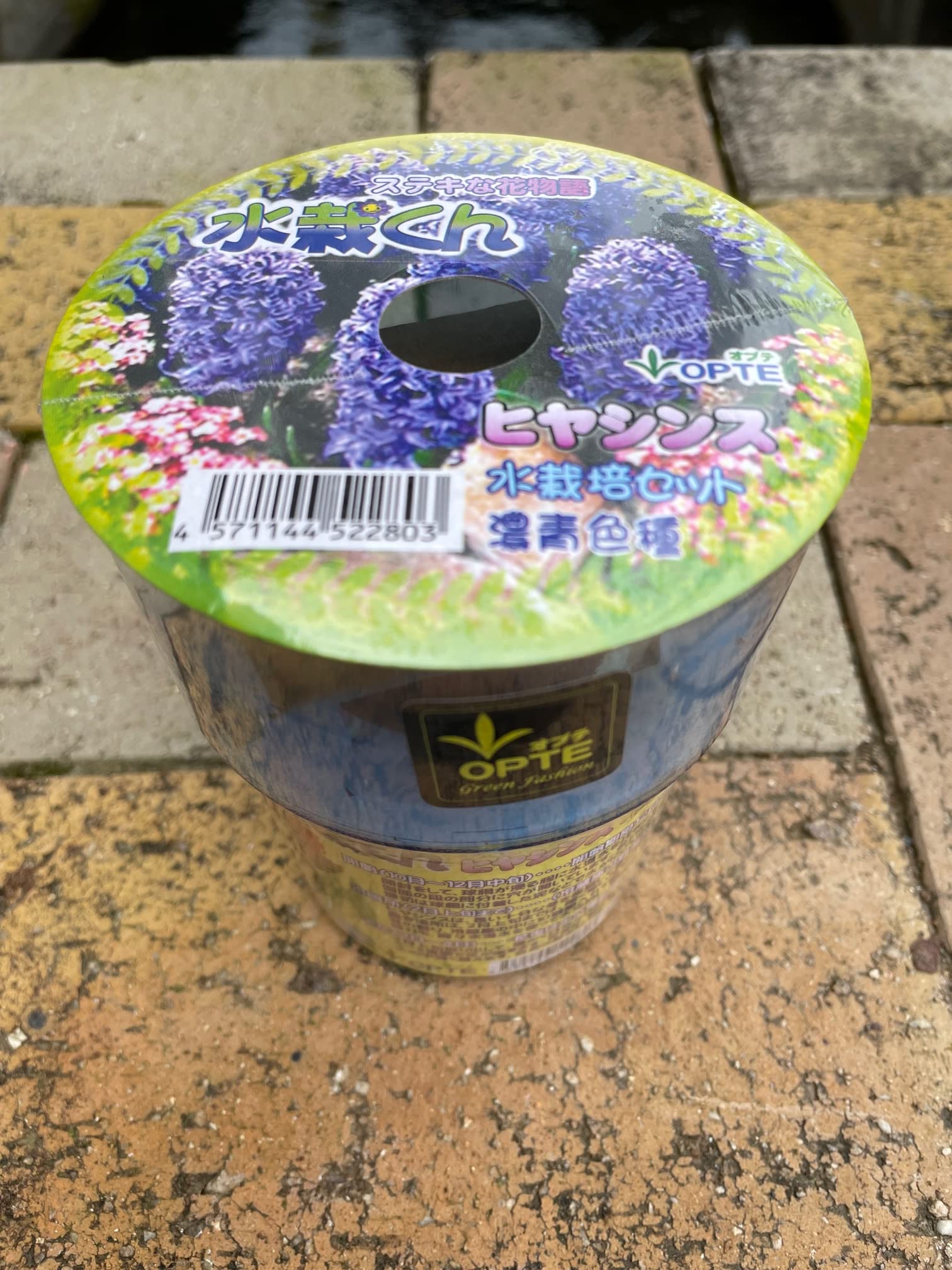 Amazon.co.jp: お部屋で育てる水耕栽培キット【ヒヤシンス 球根「濃