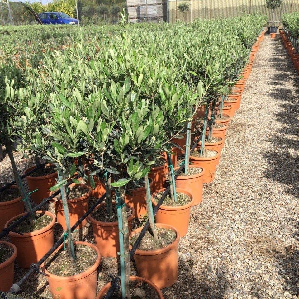 Buy Olive Tree Half Standard 100/110cm Tall Olea Europa Hardy Olive