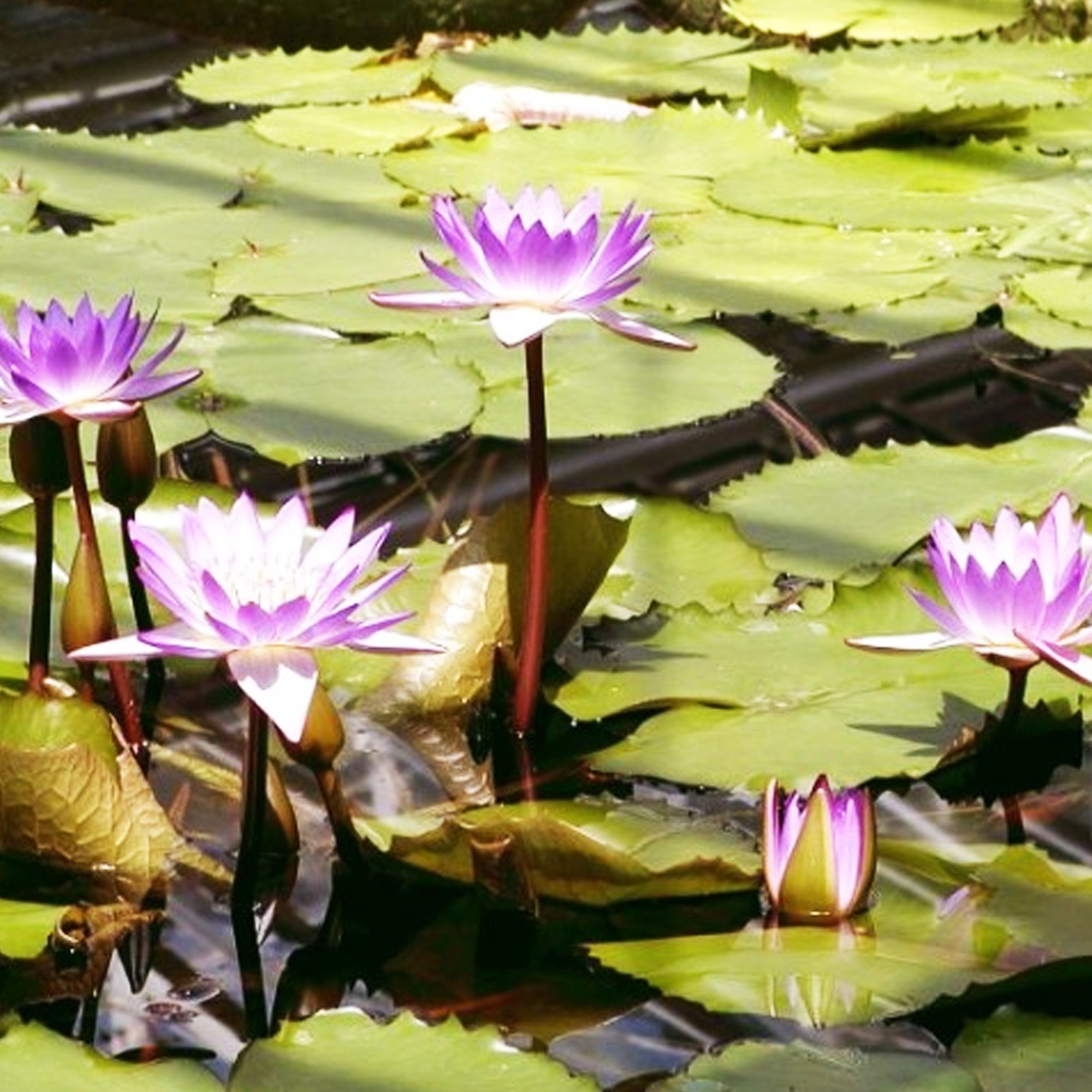 4 Pack Water Lily Tubers – Live Aquatic Plants For Ponds, Aquariums & Container Gardens