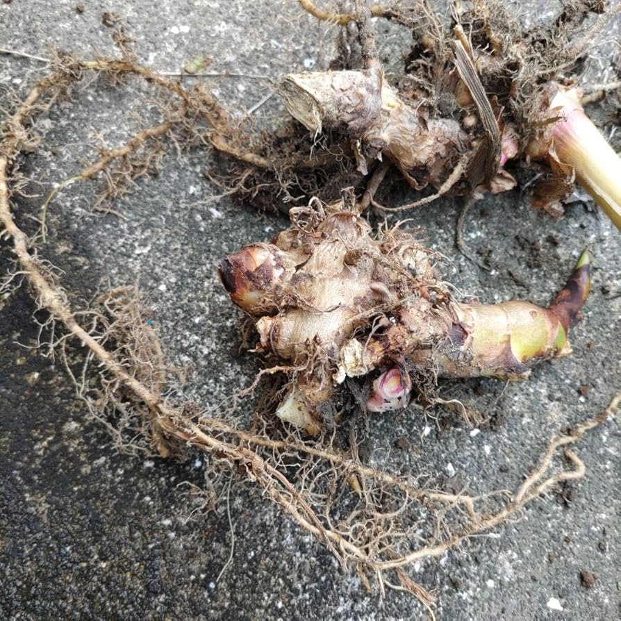 ジンジャーリリーの苗(根っこ) ジンジャーリリーの苗(根っこ) - メルカリ
