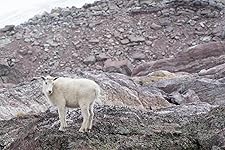 Review Image by Kindle Customer