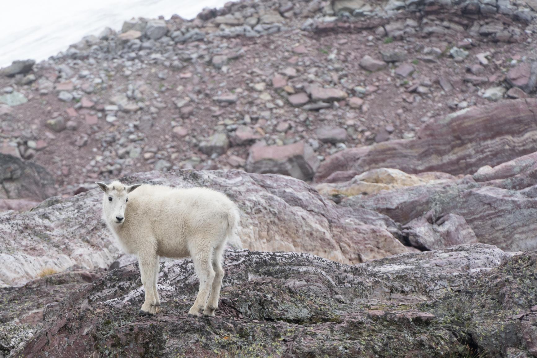 Super Sharp Pictures - Buy Extra Batteries