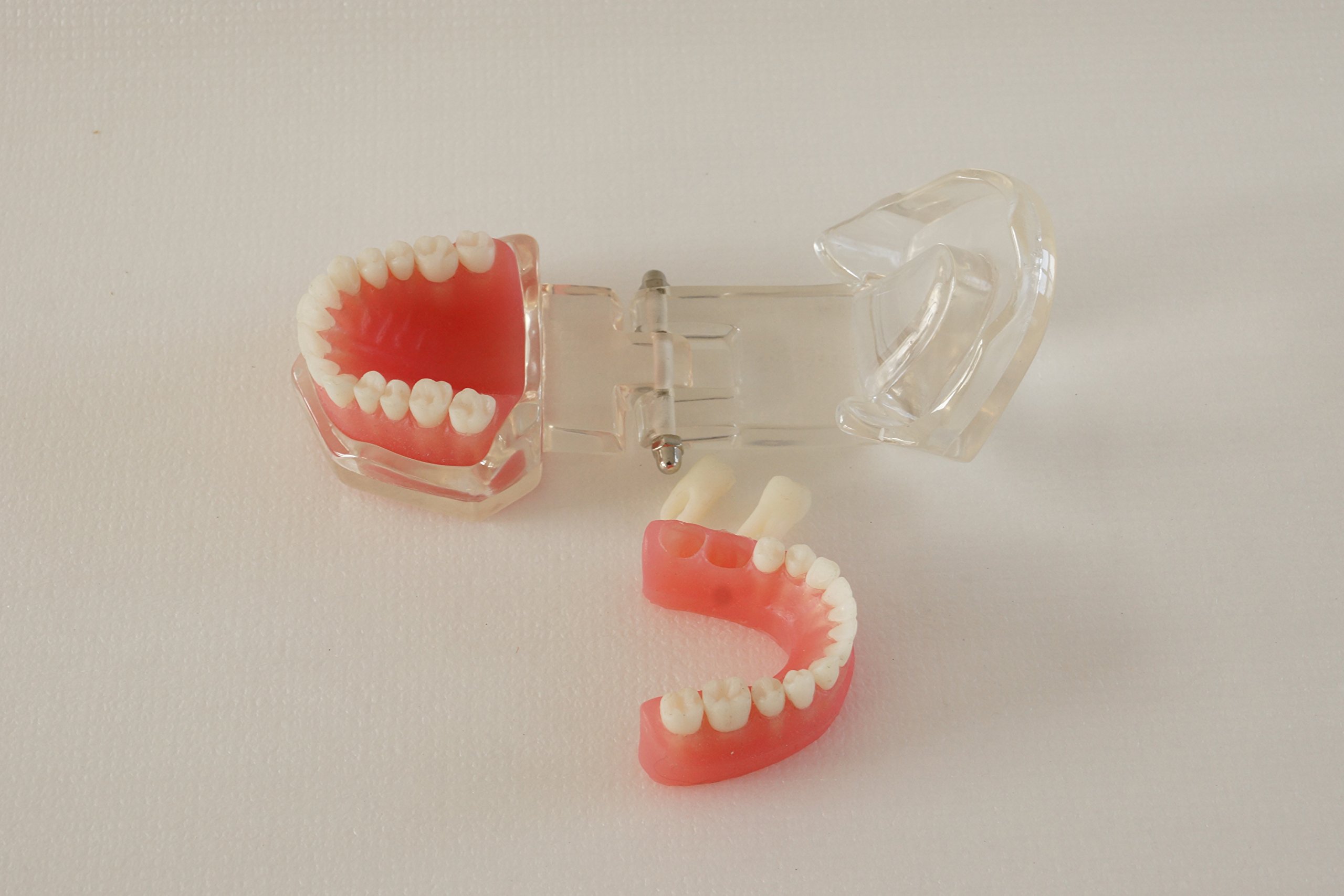 S&D 1 Set Dental Teaching Demonstration Model 28pcs/Set Removable Standard Full Mouth Teeth Model with Soft Gum