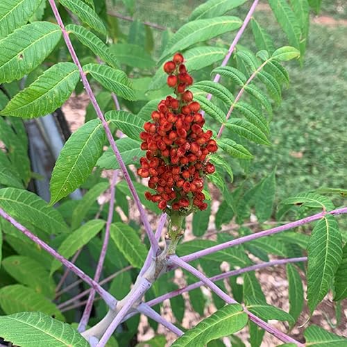 Miniatura 4 de CHUXAY GARDEN 75 semillas Red Rhus Glabra, zumaque liso, zumaque escarlata, árbol de vinagre arbusto caducifolio control de erosión grandes