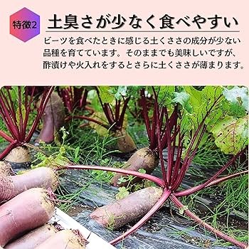 Amazon.co.jp: 訳あり 北海道産 ビーツ 野菜 2㎏ fresh beetroot