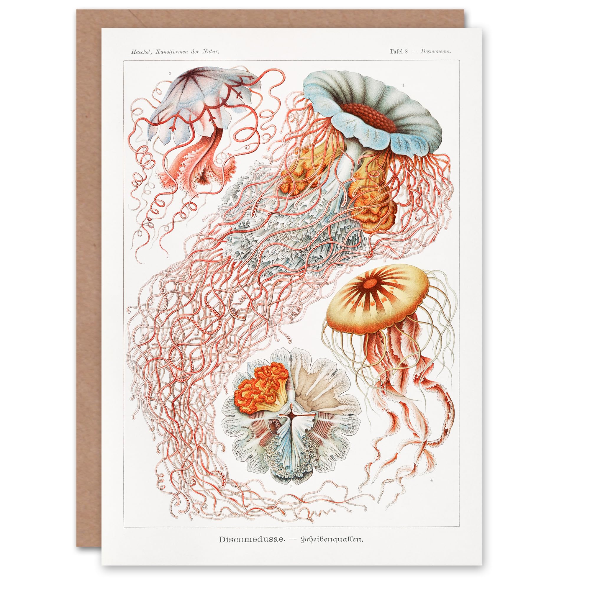 Artery8 Ernst Haeckel Art Card Lions Mane Jellyfish Illustration