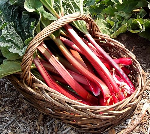 Miniatura 1 de Semillas Ruibarbo Líder Vegetal Hierba Perenne para Plantar Heirloom Non GMO