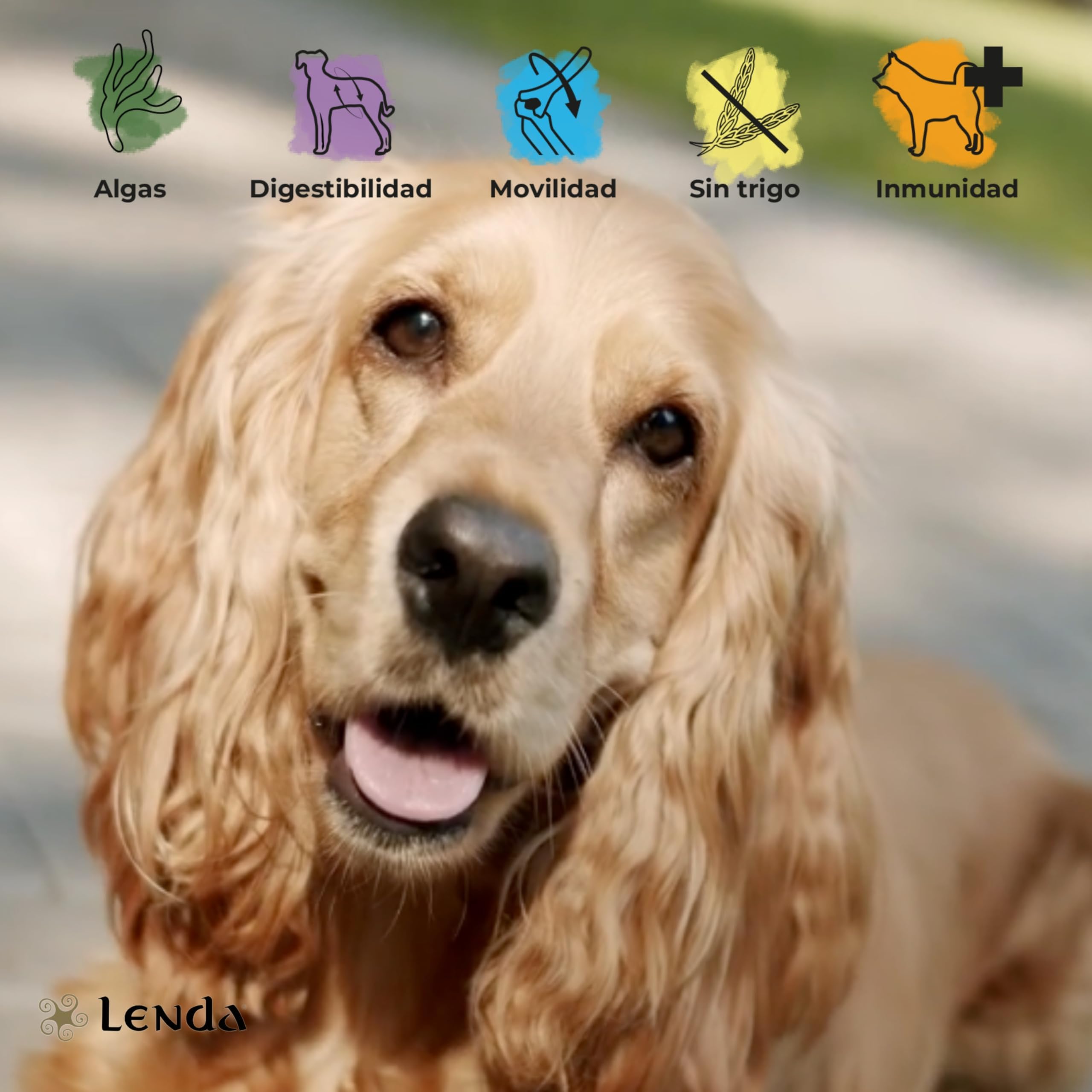 Lenda Salmón - Pienso para Perros Rico En Salmón |Comida para Perros Jóvenes y Adultos de Todas Las Razas | Pienso para Perro Natural (12 KG)