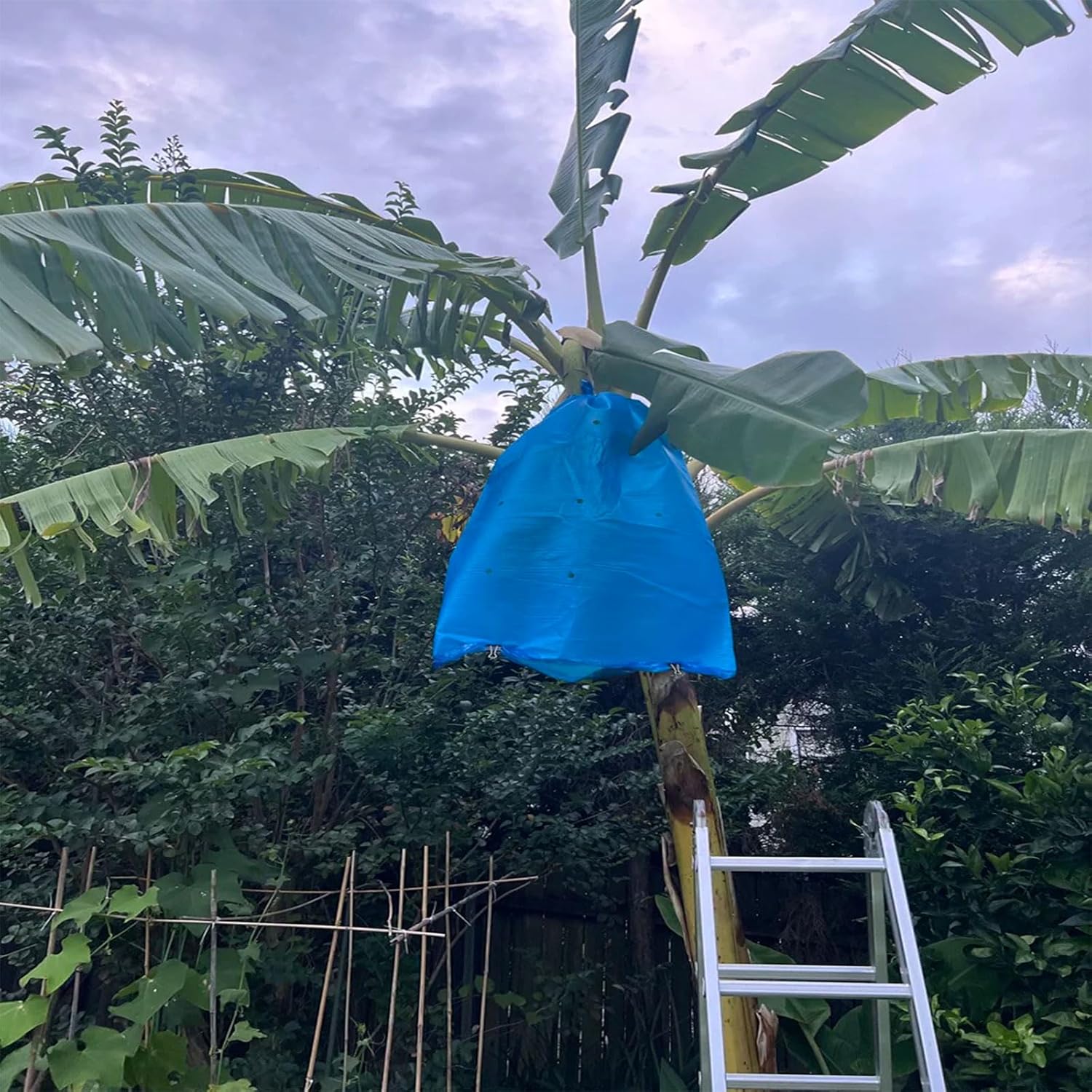 10PCS Banana Grow Bags, Plastic Banana Protection Covers, 150 * 80cm/59 * 31in. Sun Protection Fruit Bags, Yellow Banana Keepers, Rainproof for Fruit (Blue)