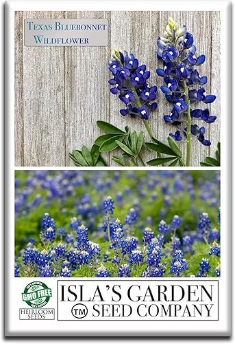 Miniatura 1 de Semillas de flores de Bluebonnet de Texas para plantar, más de 25 semillas por paquete, semillas de jardín de Isla (semillas de jardín de Isla),