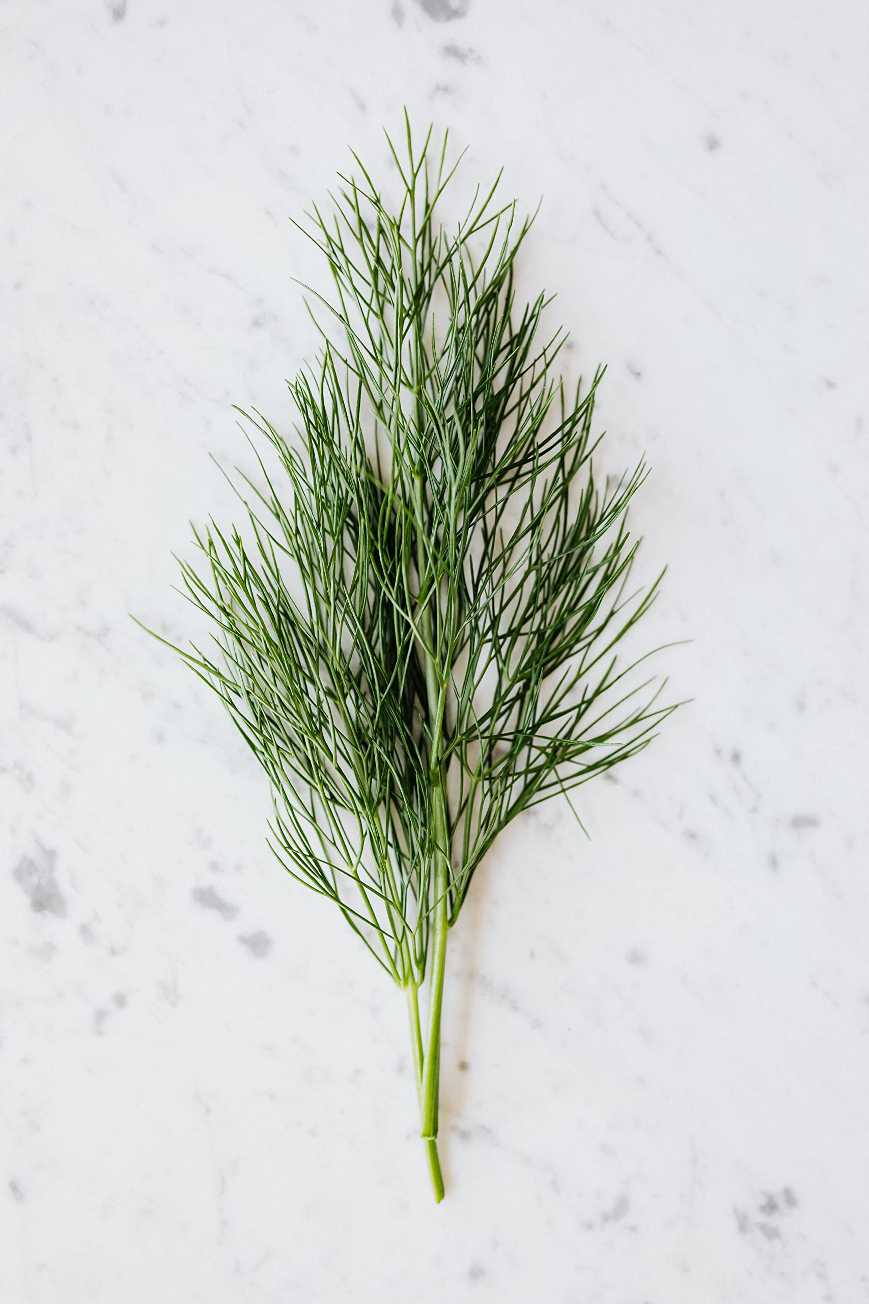 Dill Herb Plug Plants Grow Your Own Herb 'Ready to Plant Now' (12)