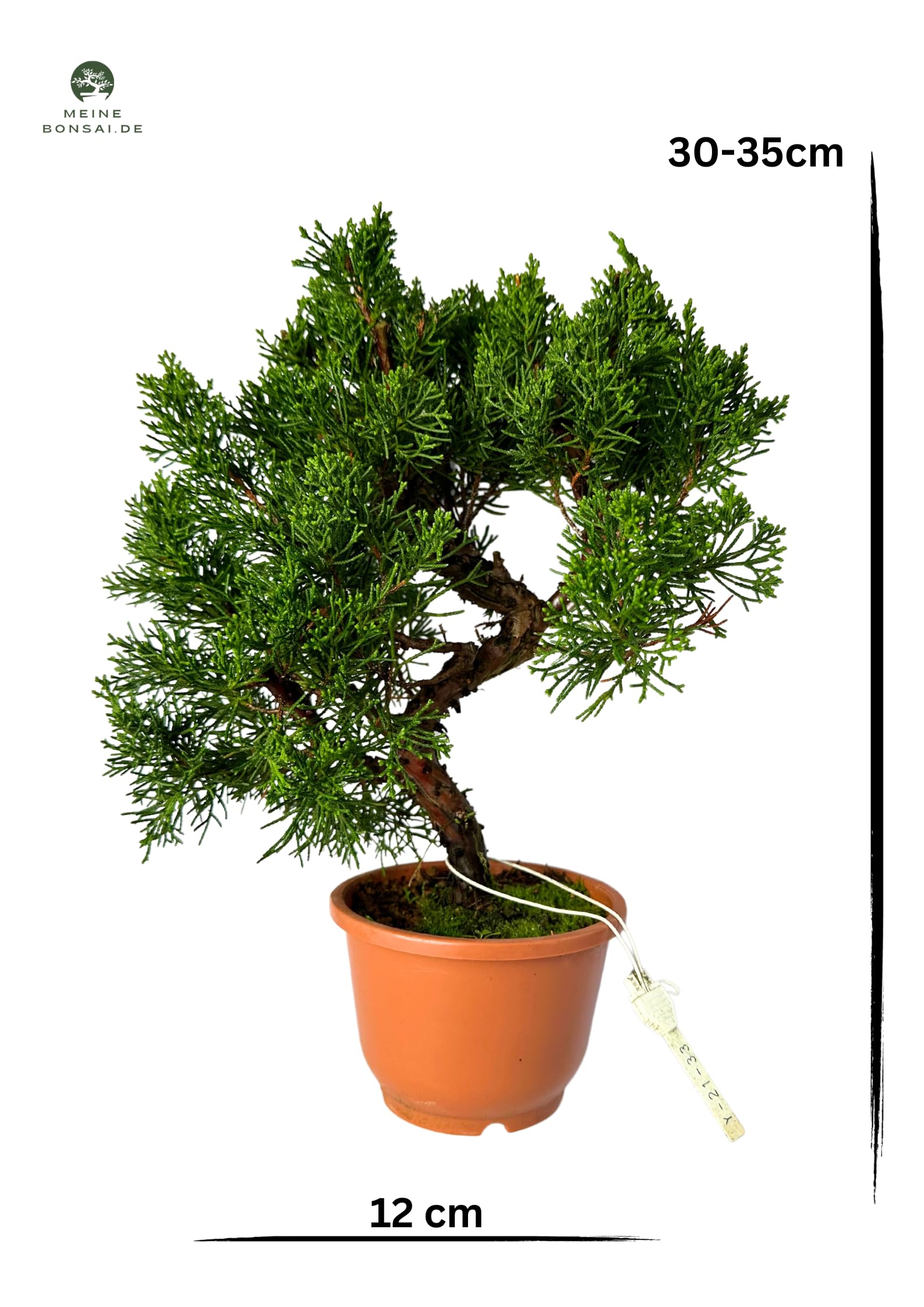 Arbre à bonsaï dans un pot en plastique - Juniper Chinis du Japon - Genévrier de Chine (bol de 12 cm, hauteur 30-35 cm)