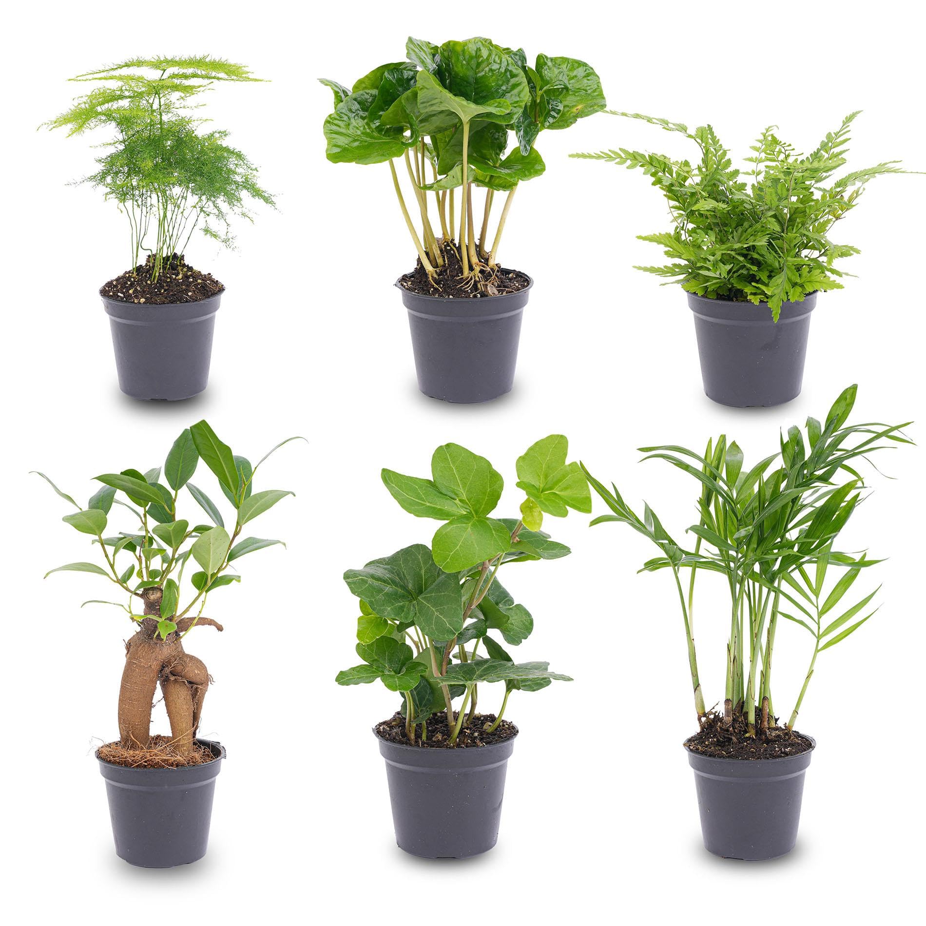 Set Piante con Piante Vere, per Casa e Ufficio, Verde, 6 Pezzi Vaso 6 cm