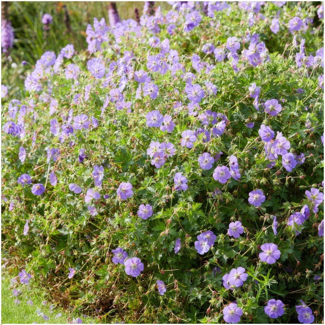 Plants by Frank Geranium Rozanne, 12x Storchschnabel Pflanzen, Ø 9 cm