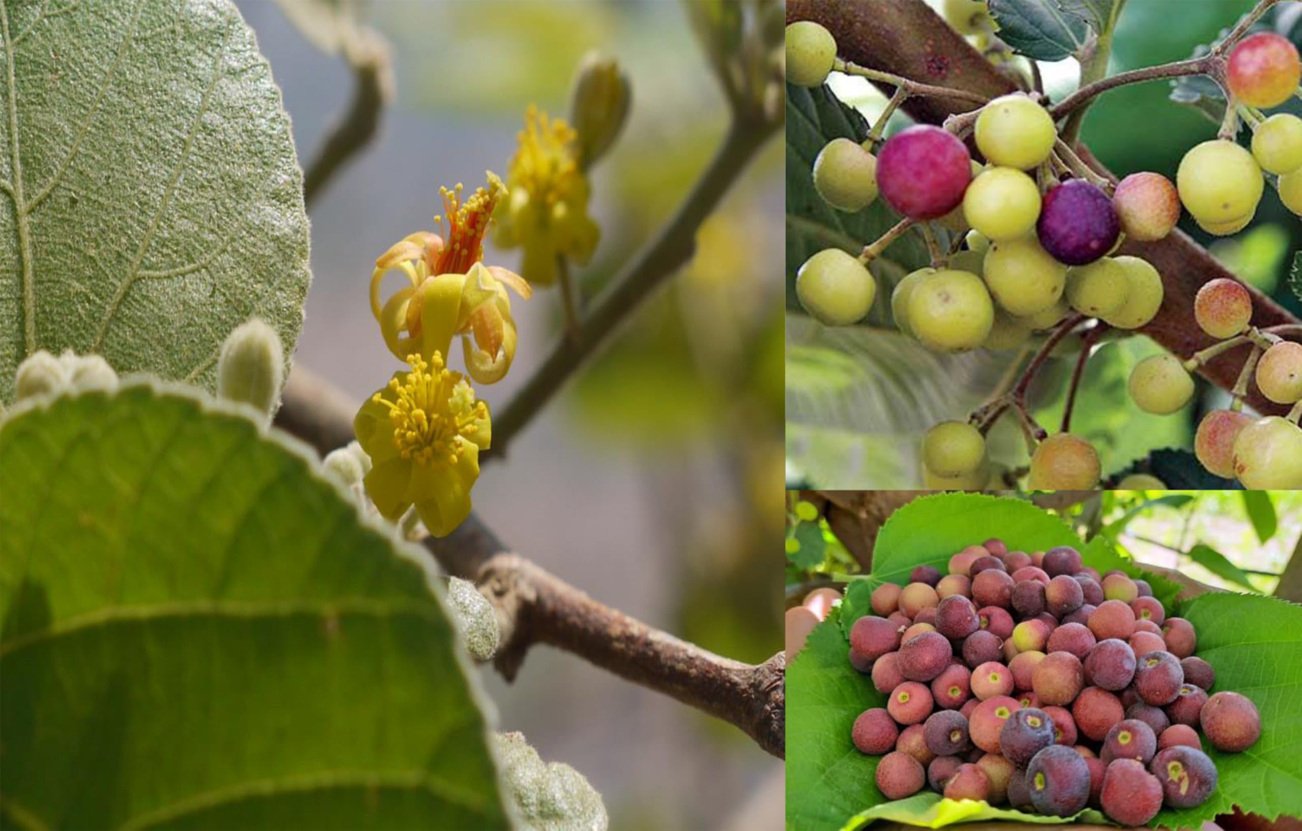 See full amazon price history chart for BLOOMING PLANT Live Phalsa Falsa Berry (Grewia Asiatica/Sherbet Berry) Fruit Plant - High Yield & Fast Growing Tree, "Fruit Within 2 Year" (1 Plant Sapling in Poly Bag). BLOOMING PLANT Live Phalsa Falsa Berry (Grewia Asiatica/Sherbet Berry) Fruit Plant - High Yield & Fast Growing Tree, "Fruit Within 2 Year" (1 Plant Sapling in Poly Bag). (B0DDHVLLDF) Amazon Price History, Amazon Price Tracker