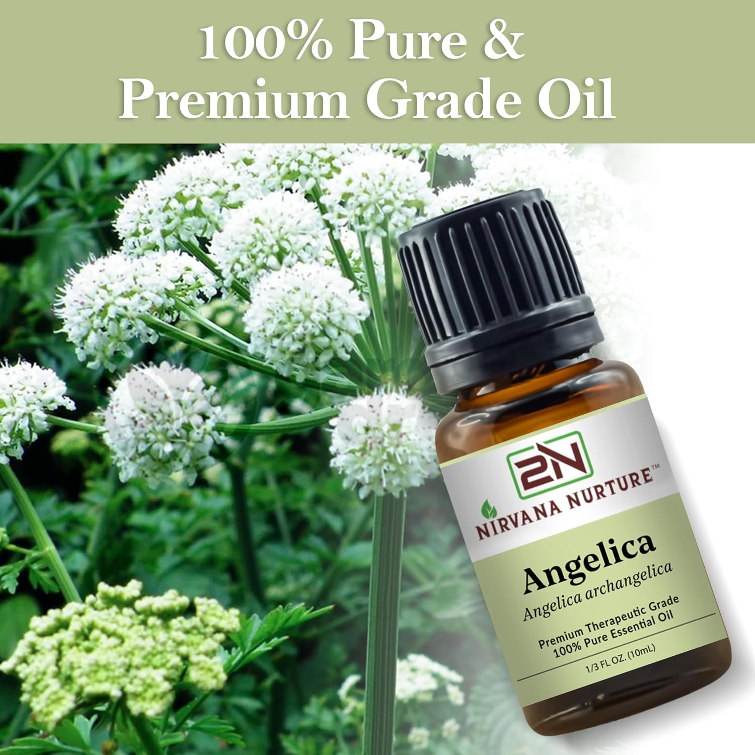 Angelica Essential Oil, 100% Pure Undiluted, Aromatherapy Oil for Diffuser, Hair & Skin Care