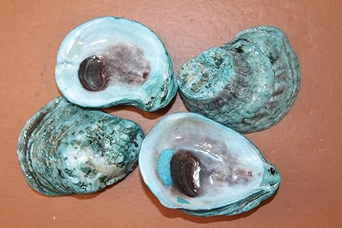 Miniatura 5 de Shorely Yours 5 PC Oyster Shells Dyed Aqua Blue Semi-Transparent Collected and Packed from USA for Arts & Crafts Weddings Tropical Themes Ornaments