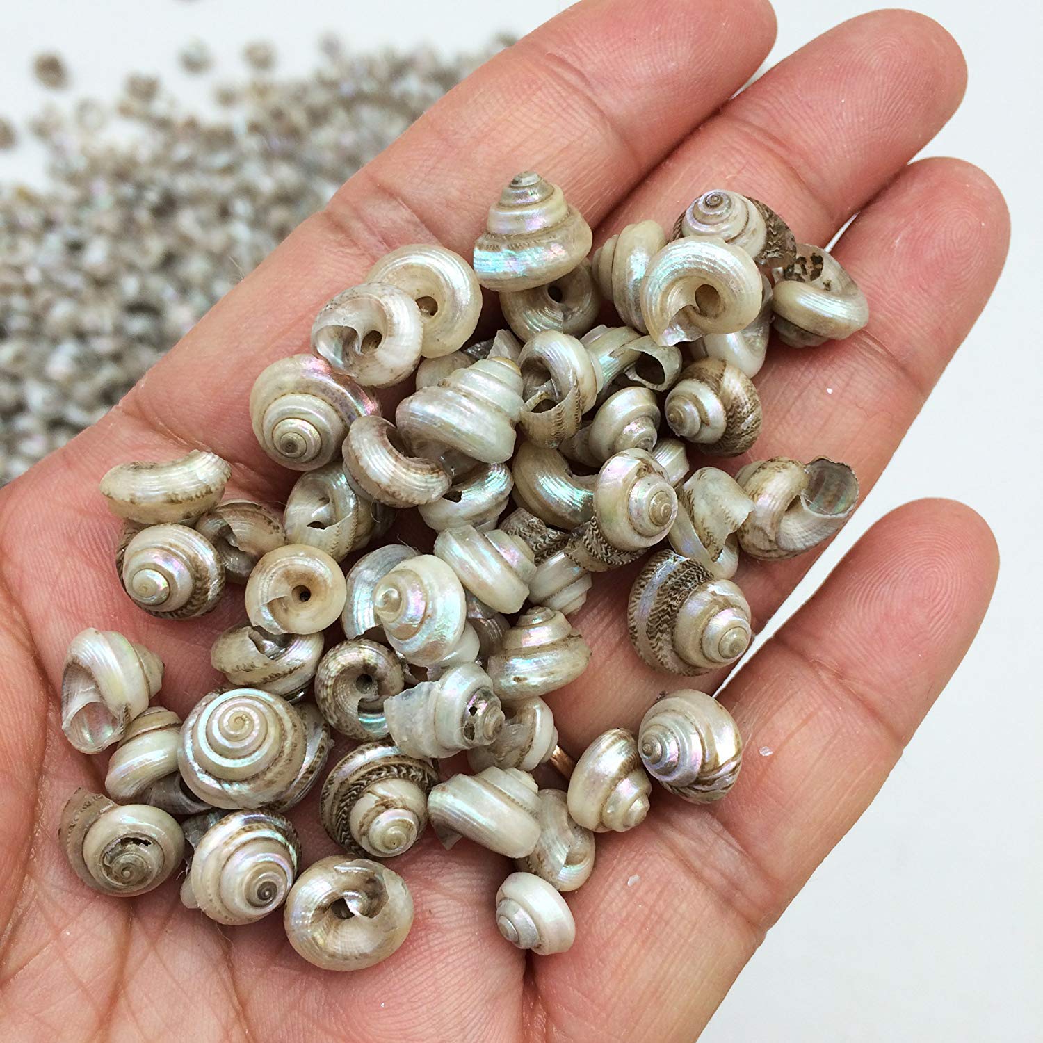 PEPPERLONELYTiny Pearl Malabar turbos Sea Shells, 5 OZ Apprx. 1000+ PC Shells, 1/4 Inch ~ 5/8 Inch