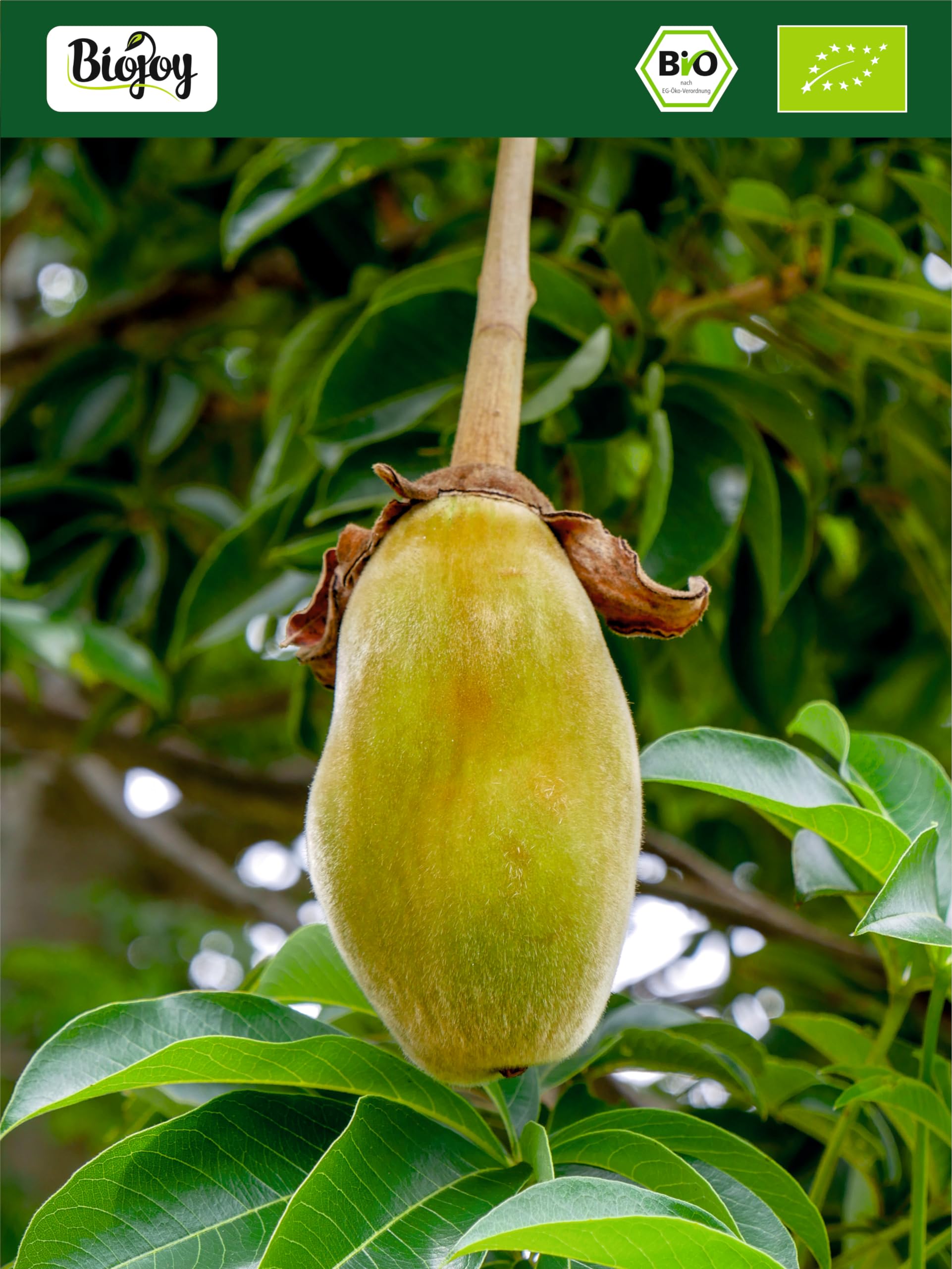 Biojoy Baobab en Polvo BÍO (1 kg), Fruta molida y cruda, sin aditivos (Adansonia digitata)