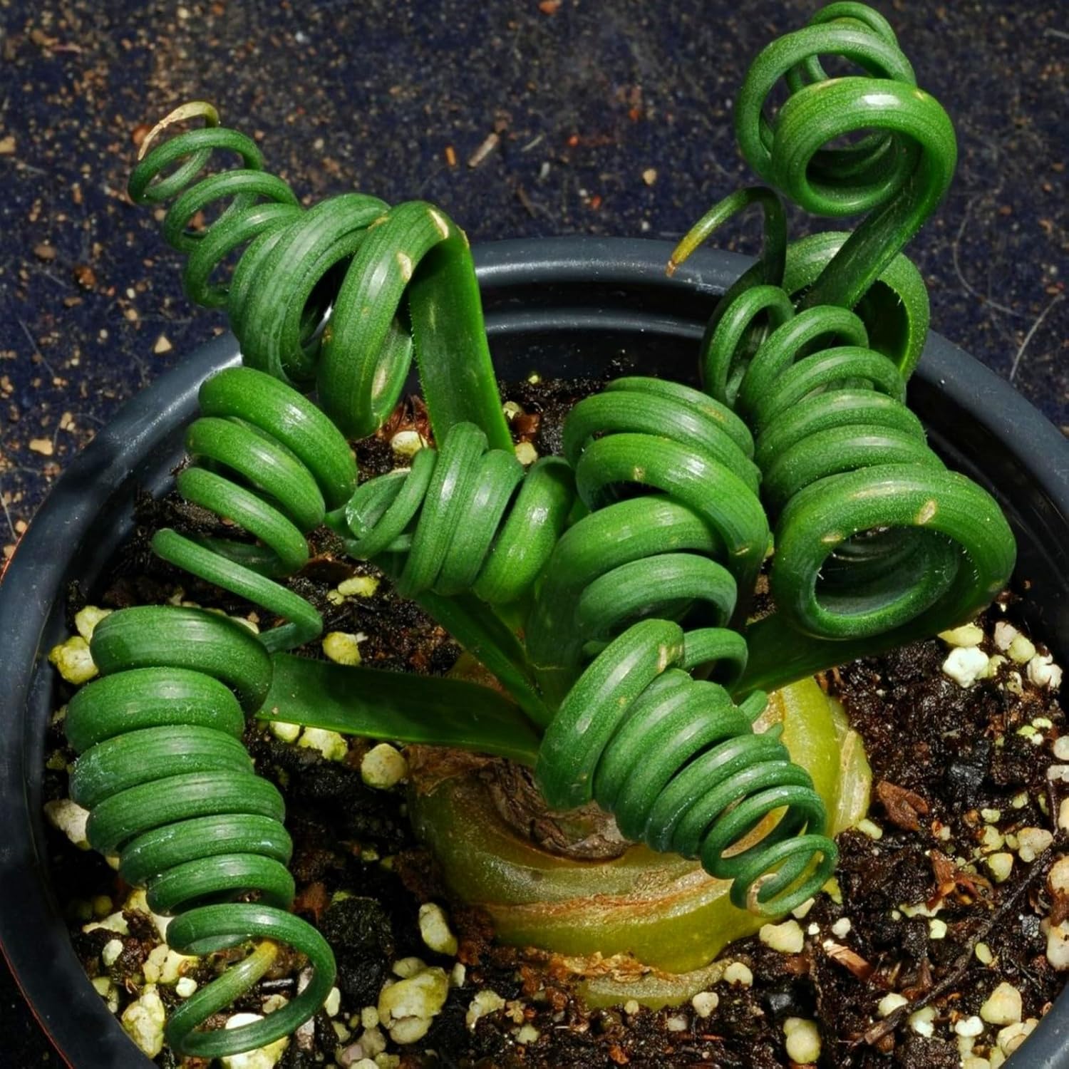Semillas de Albuca Spiralis - Bonsái interior, bonsái verde perenne, decoración de primavera, escalada al aire libre-10bulbos-b