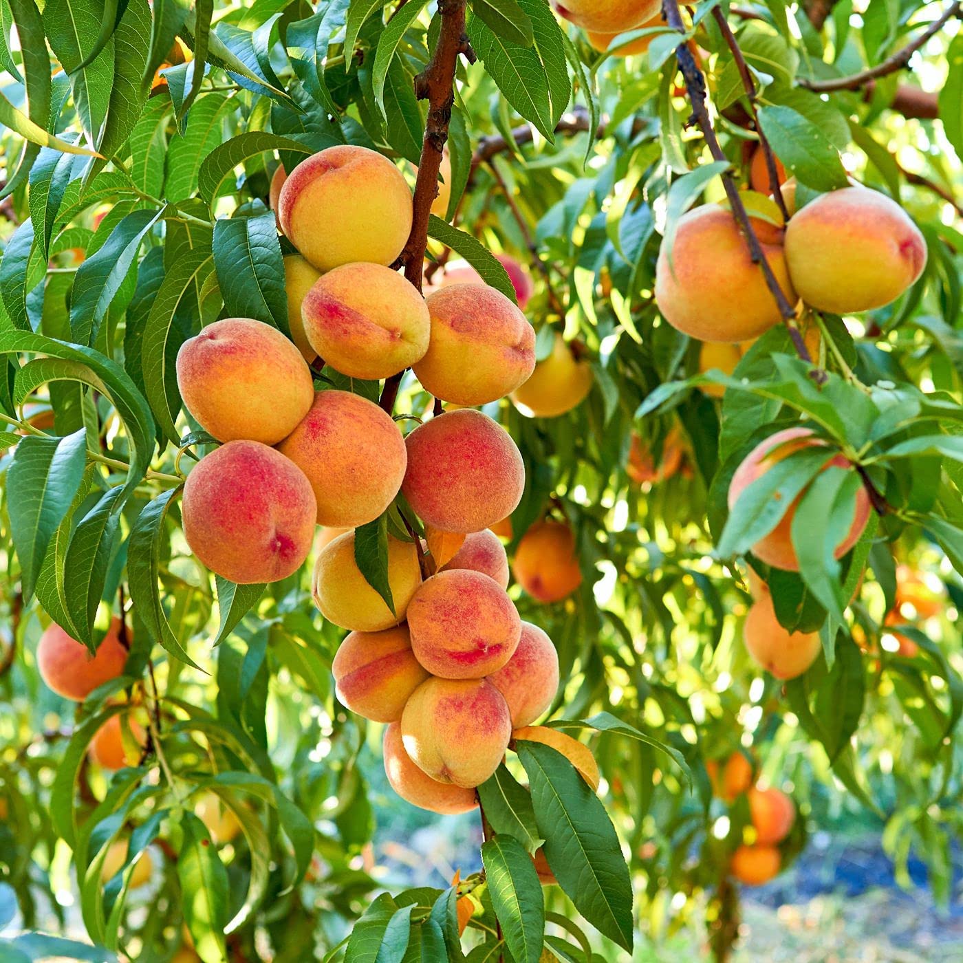 Sanju Grafted Peach aadu Fruit Plant Grafted (2-3 ft) (B0BC6BB9T4) Amazon Price History, Amazon Price Tracker
