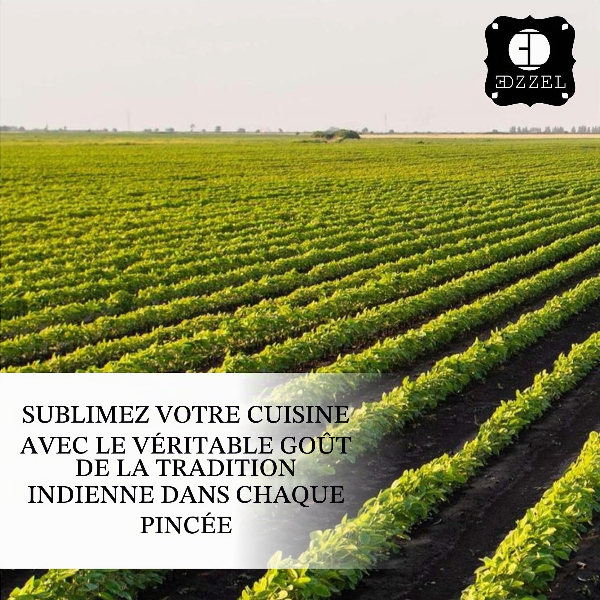 EDZZEL Graines de papaye naturelles 15 g, 15 g, 15 g
