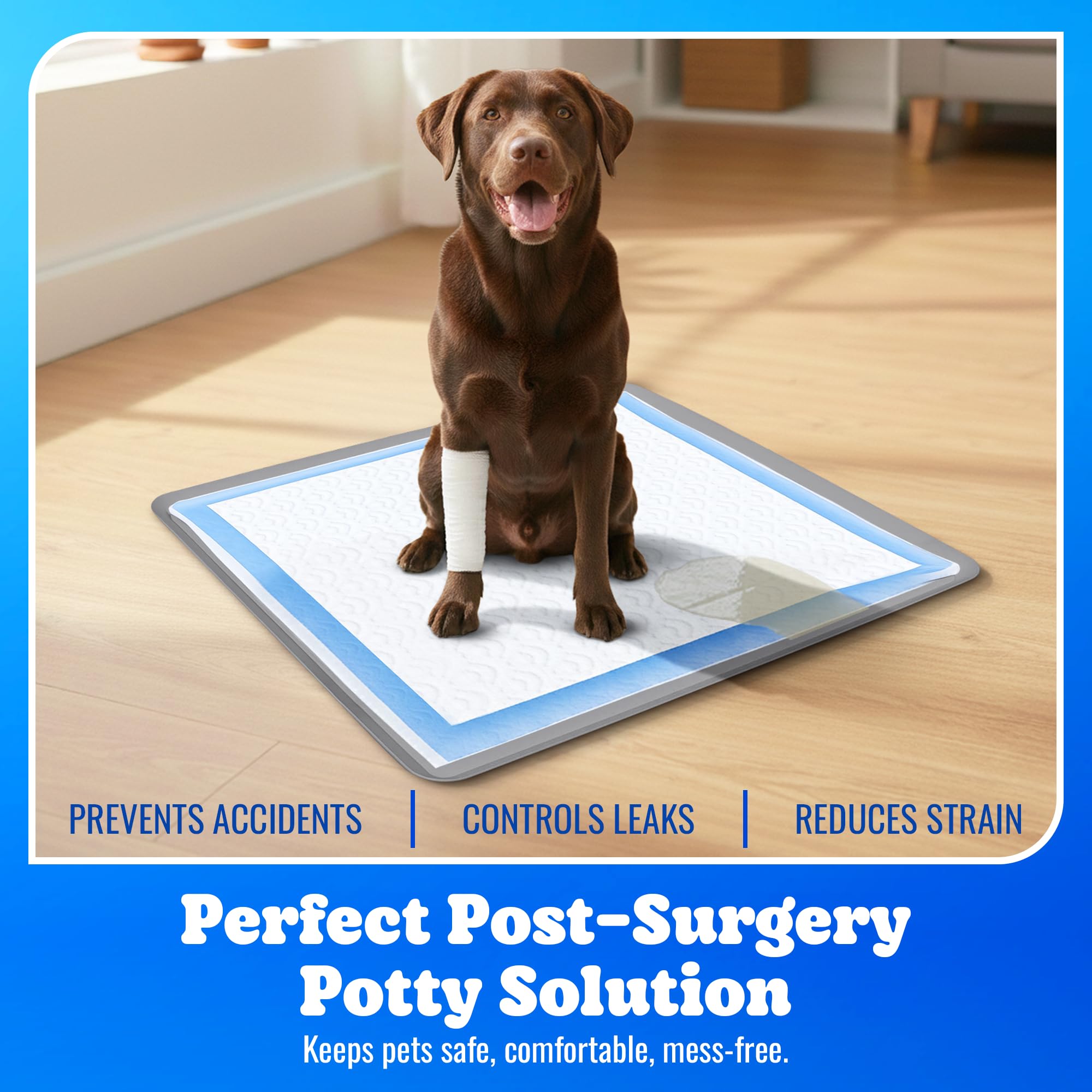 Dog Training Tray Complete View