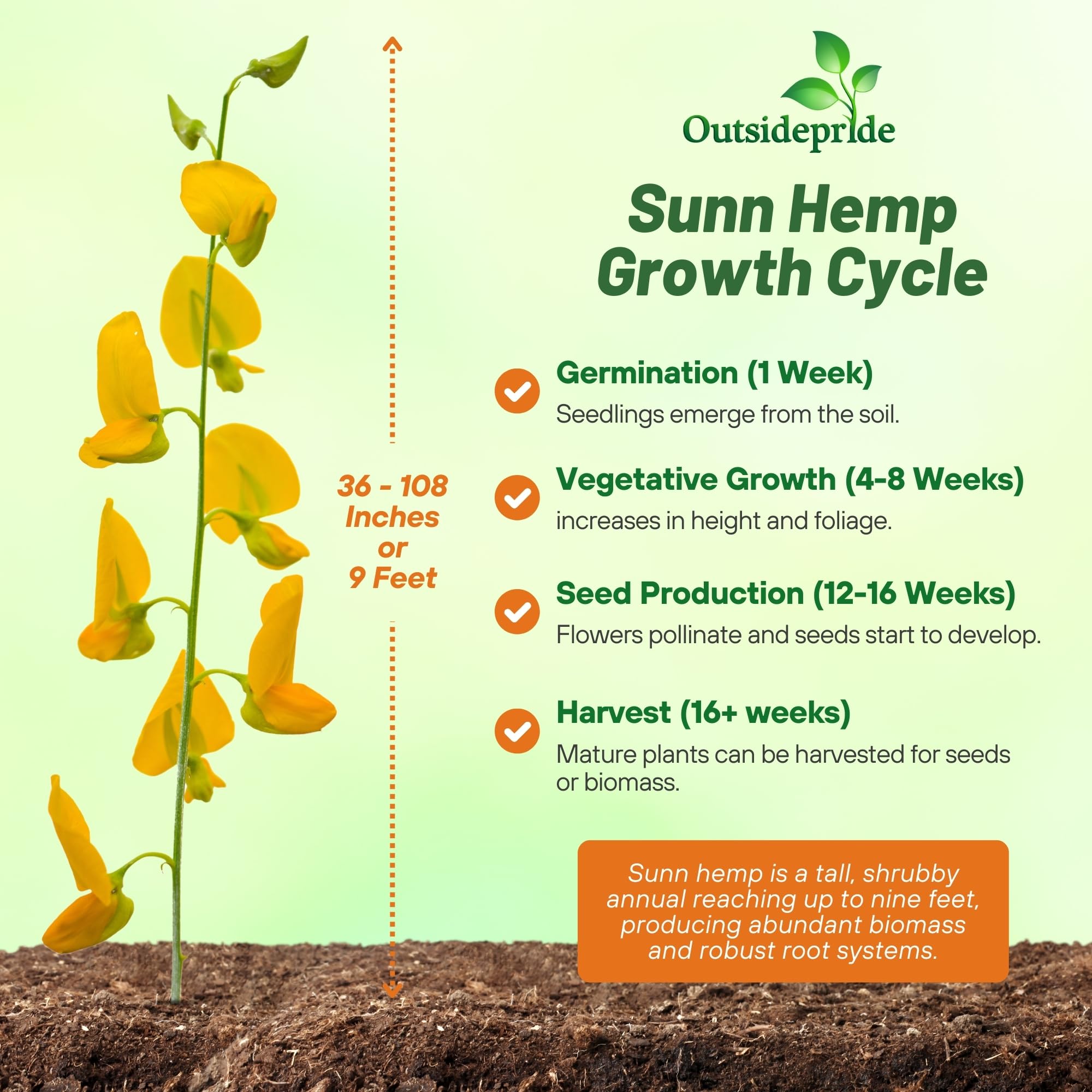 Amazon.com: Outsidepride Sunn Hemp Seeds - 5 lbs Annual Legume, High  Biomass Production Non-Wood Fiber Cover Crop, Ideal for Forage Production,  Garden & Farm Use, Soil Improvement, & Erosion Control : Health