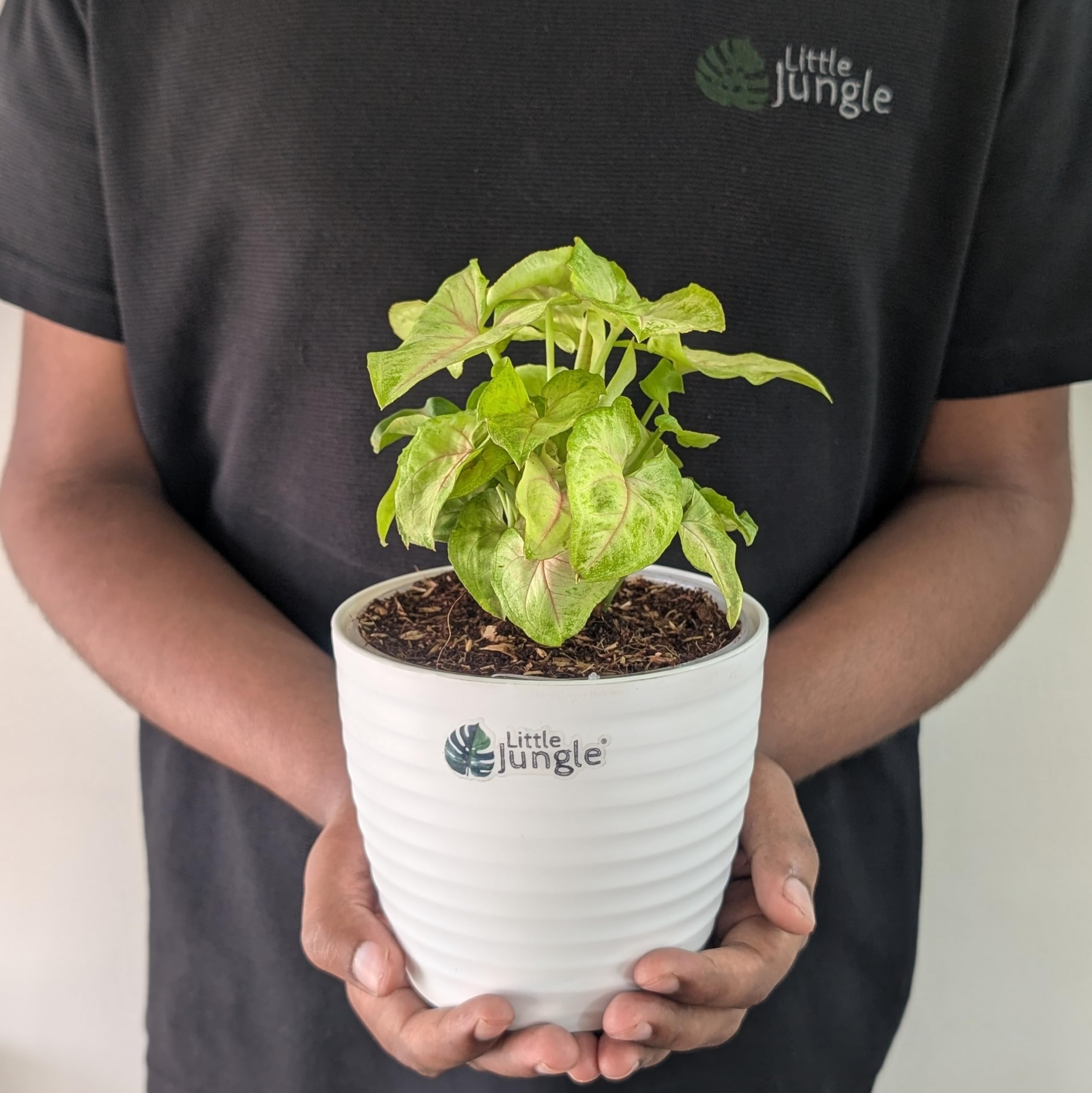LittleJungle Syngonium Mango Allusion - Live Plant with 5.5 Inches White Decor Pot | Indoor Plants For Home | Office Desk | Air Purifying Plant | Live Plant With Pot For Home Decor |
