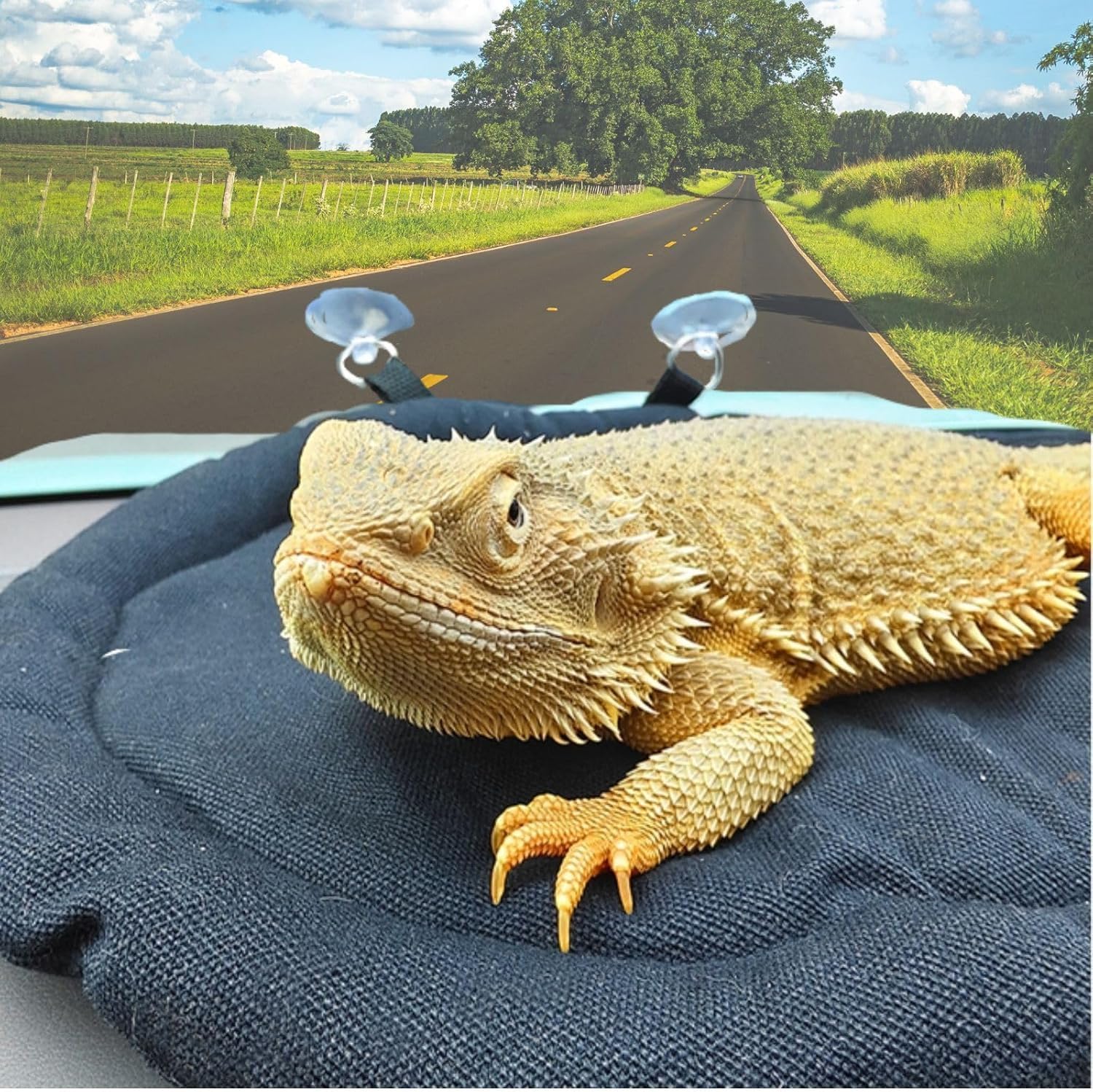 Beard Dragon Car Travel Mat Washable Reusable Sleeping Bed Adsorbed on Glass Jar Cushion for Small Pet Reptile Lizard Leopard Gecko (Black) image 5